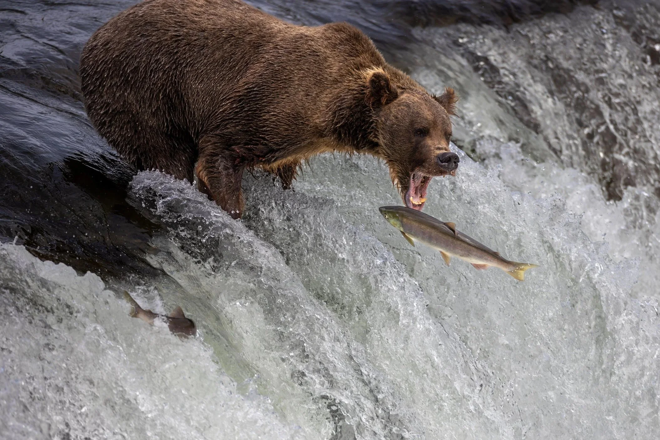 Brown bear standing in the river at Brooks Falls, Alaska, catching salmon mid-stream