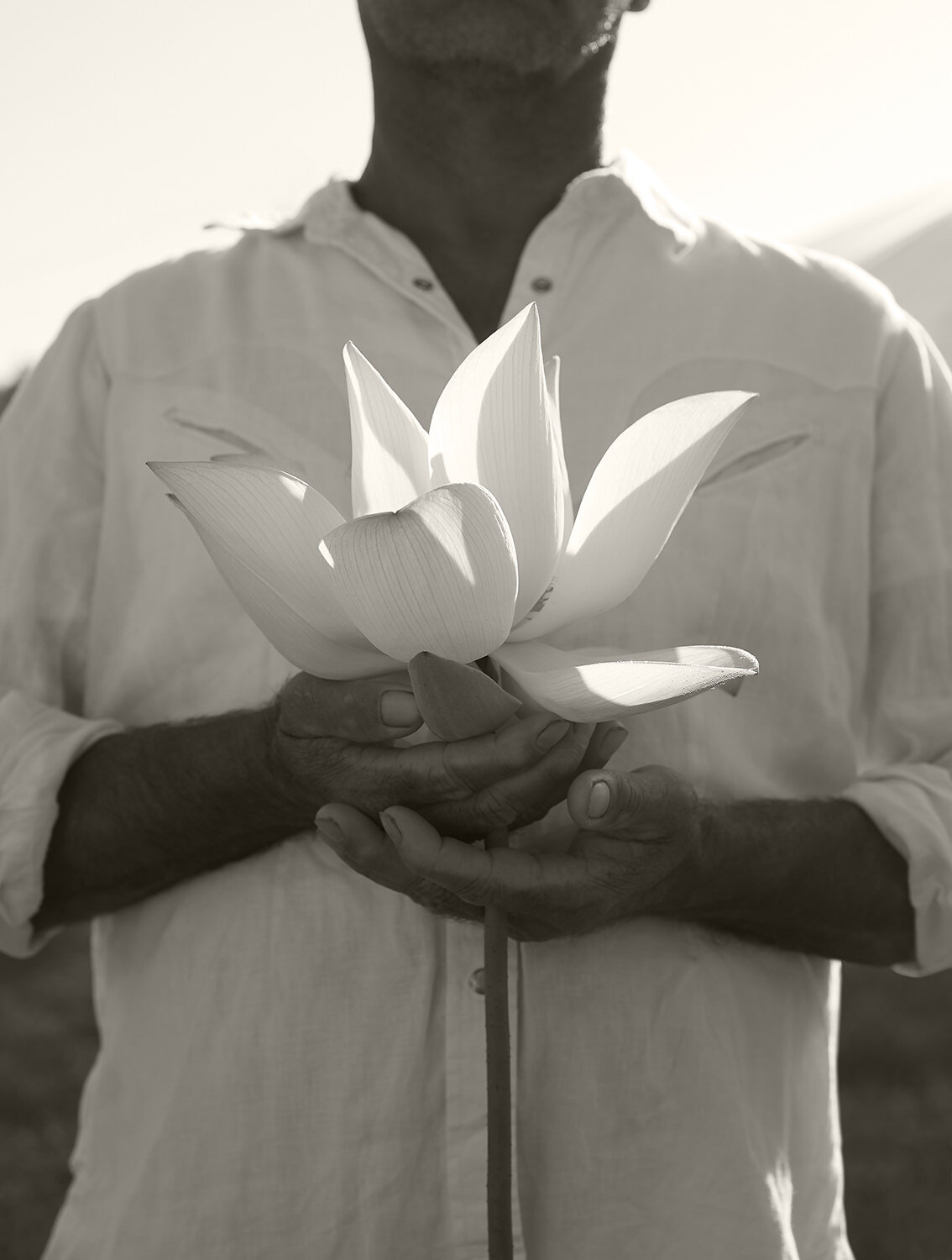 Lotus Hands Final BW14.jpg