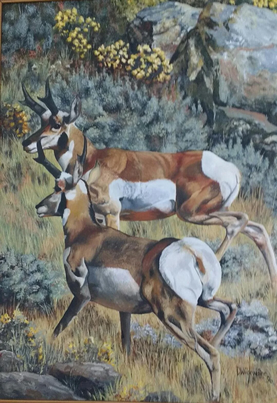 Where the Antelope Play
