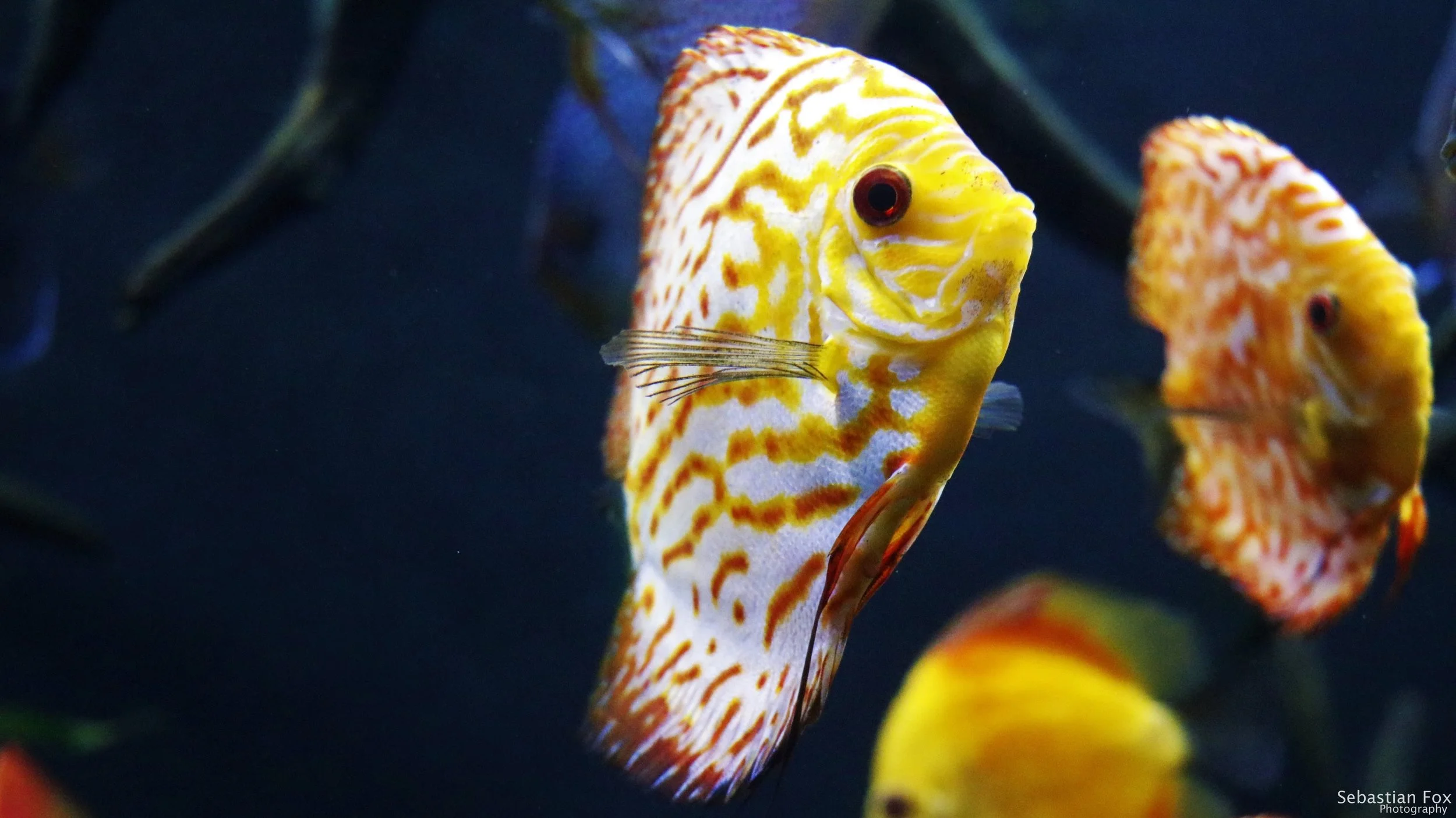 Striped Fish.jpg