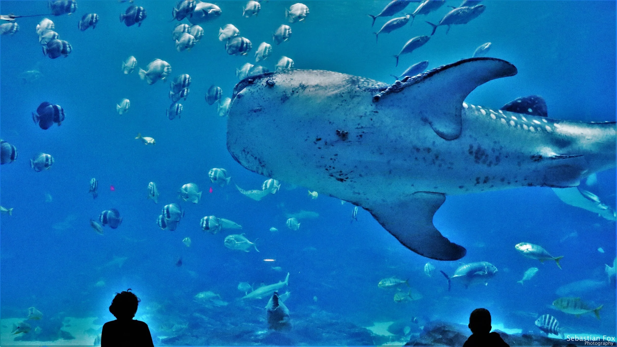 The Georgia Aquarium