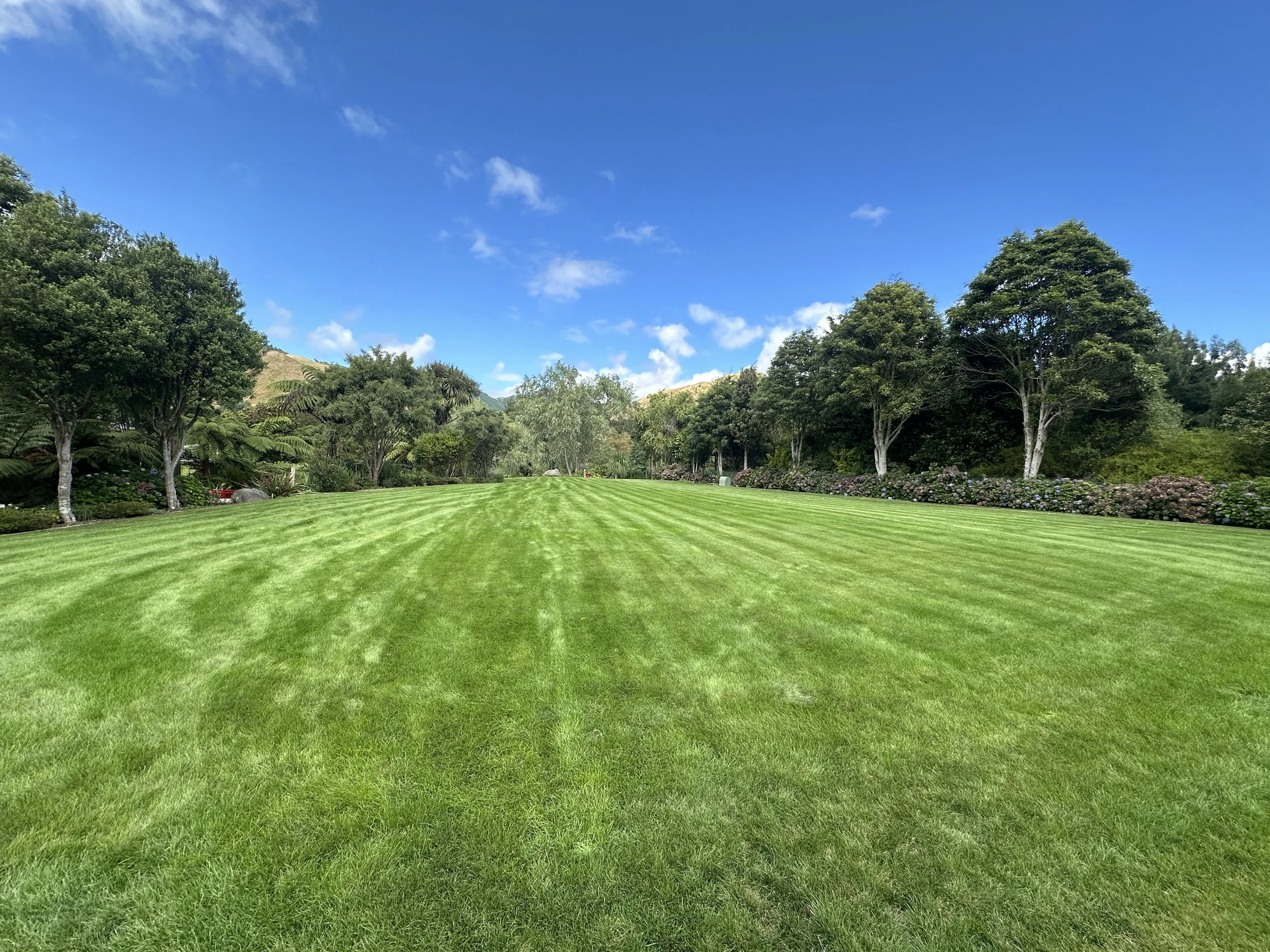 Fine Fescue Lawn 2.JPG