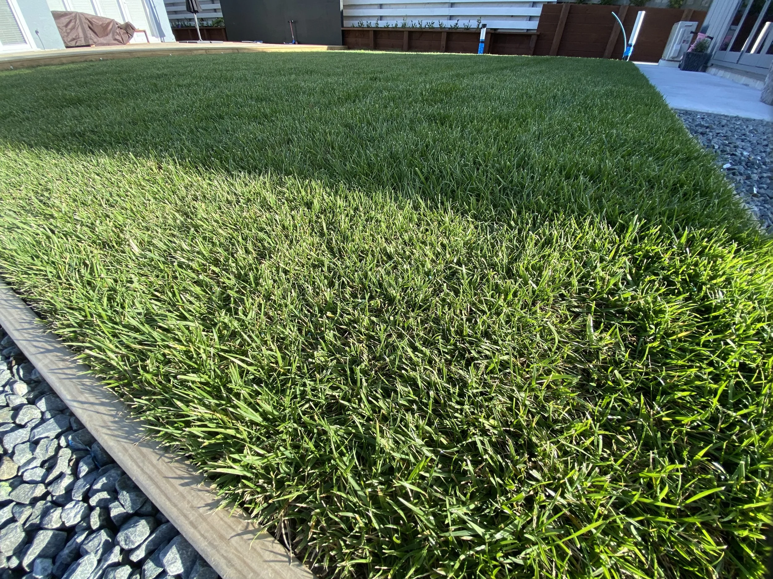 Tall Fescue Close up 2.jpg