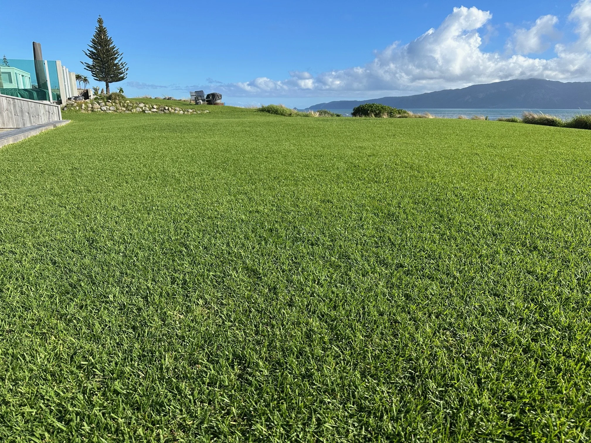 Kikuyu Beach Lawn.JPG