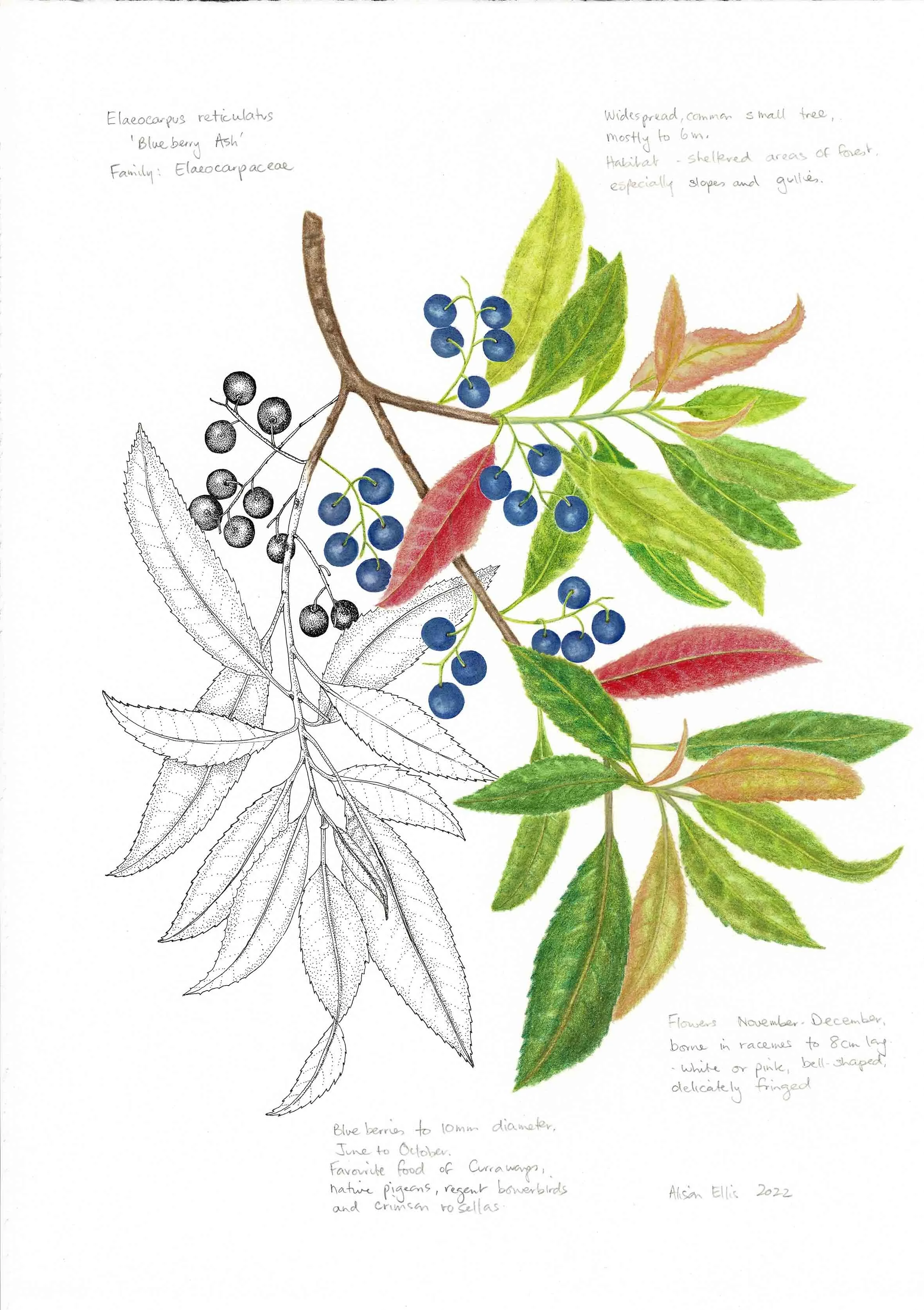 Ealeocarpus reticulata