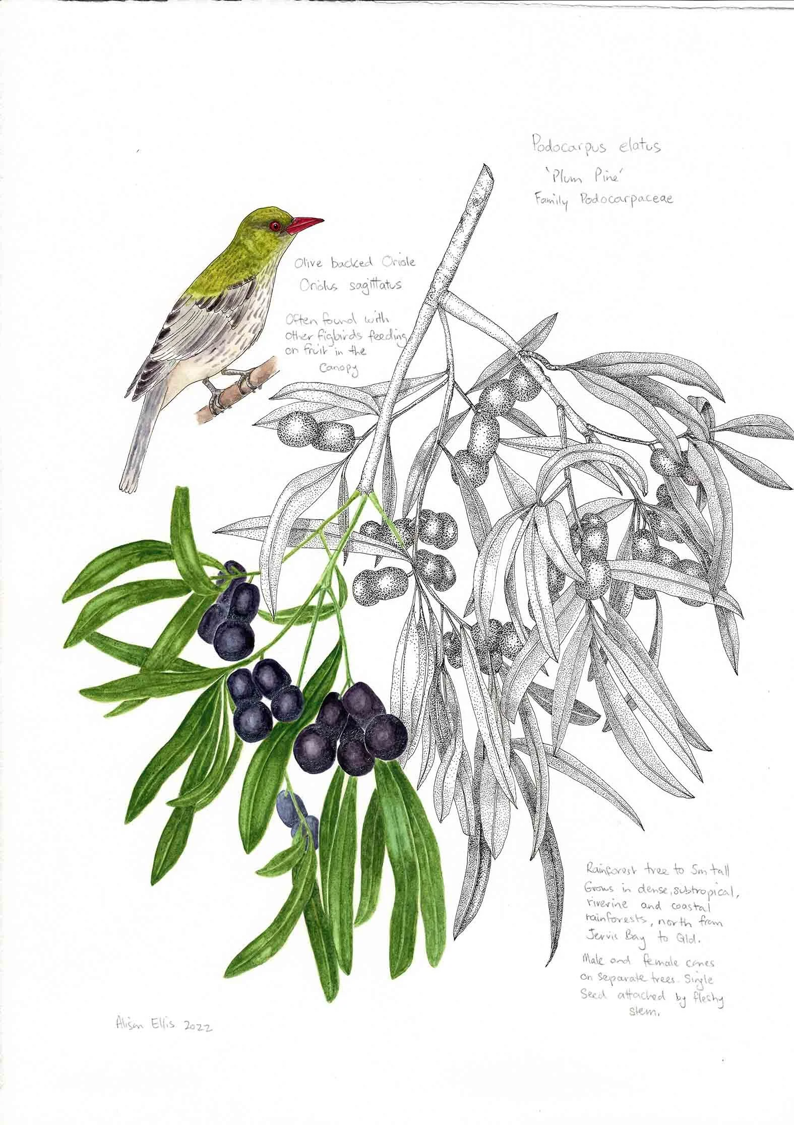 Plum Pine and Oriole