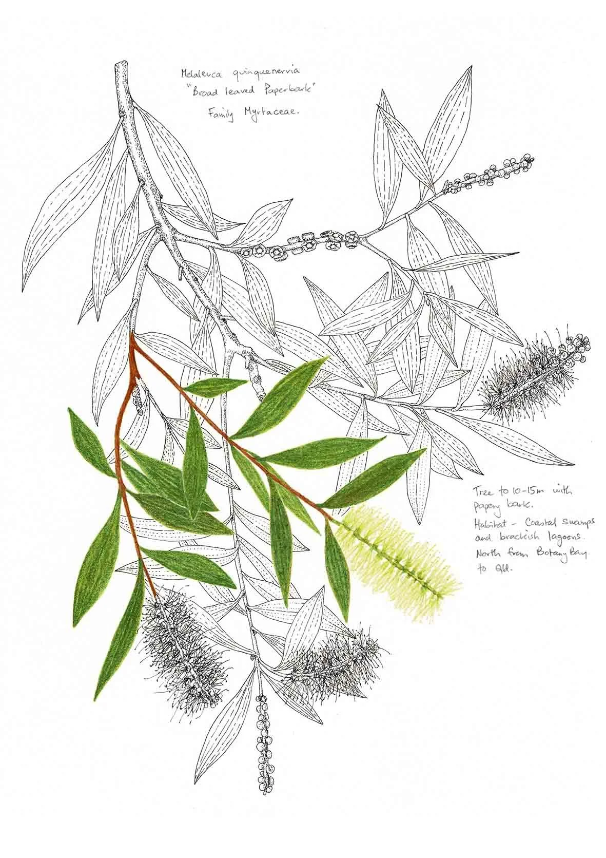 Melaleuca quinquenervia, Broad leafed Paperbark