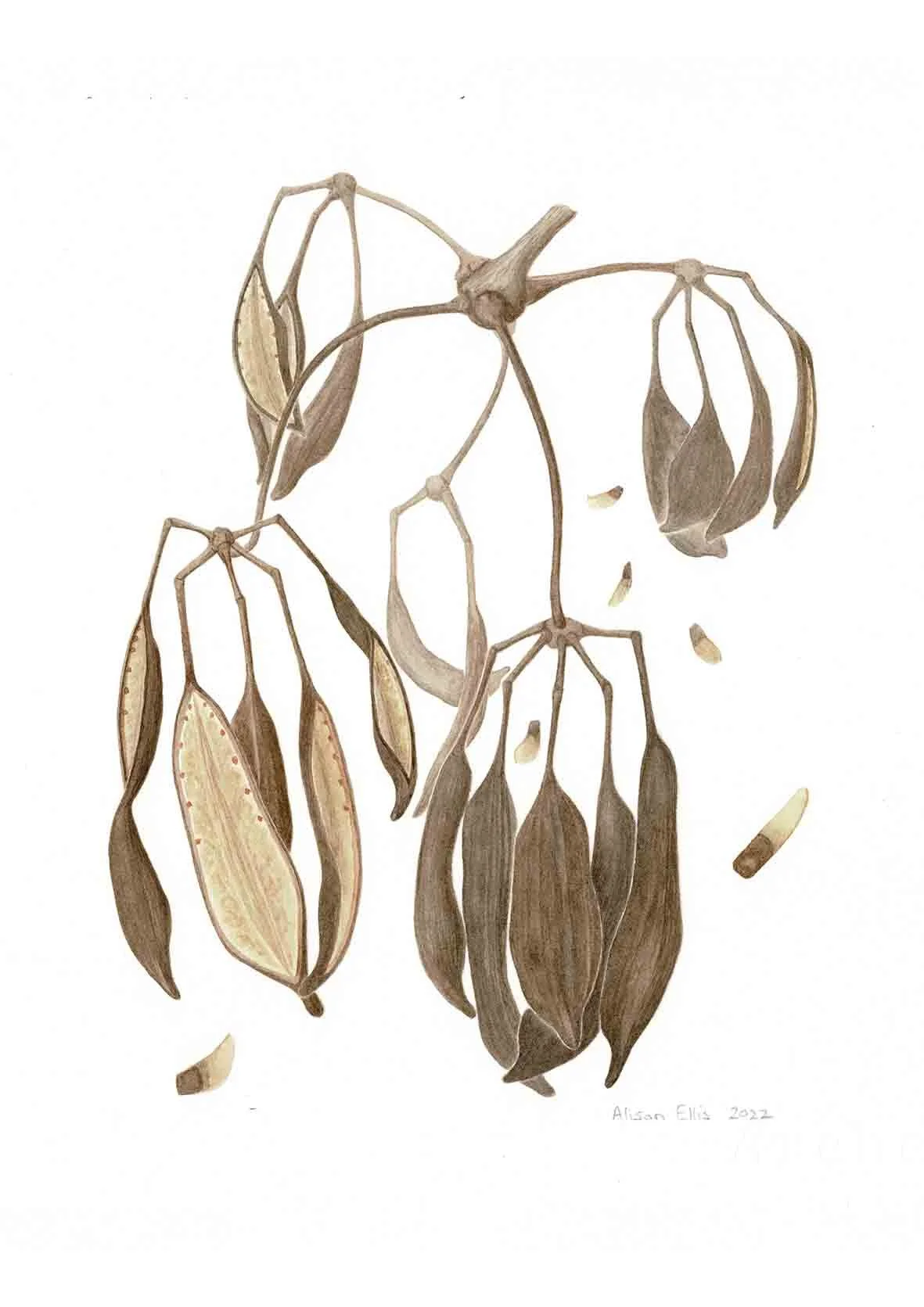 Firewheel Tree seedpods