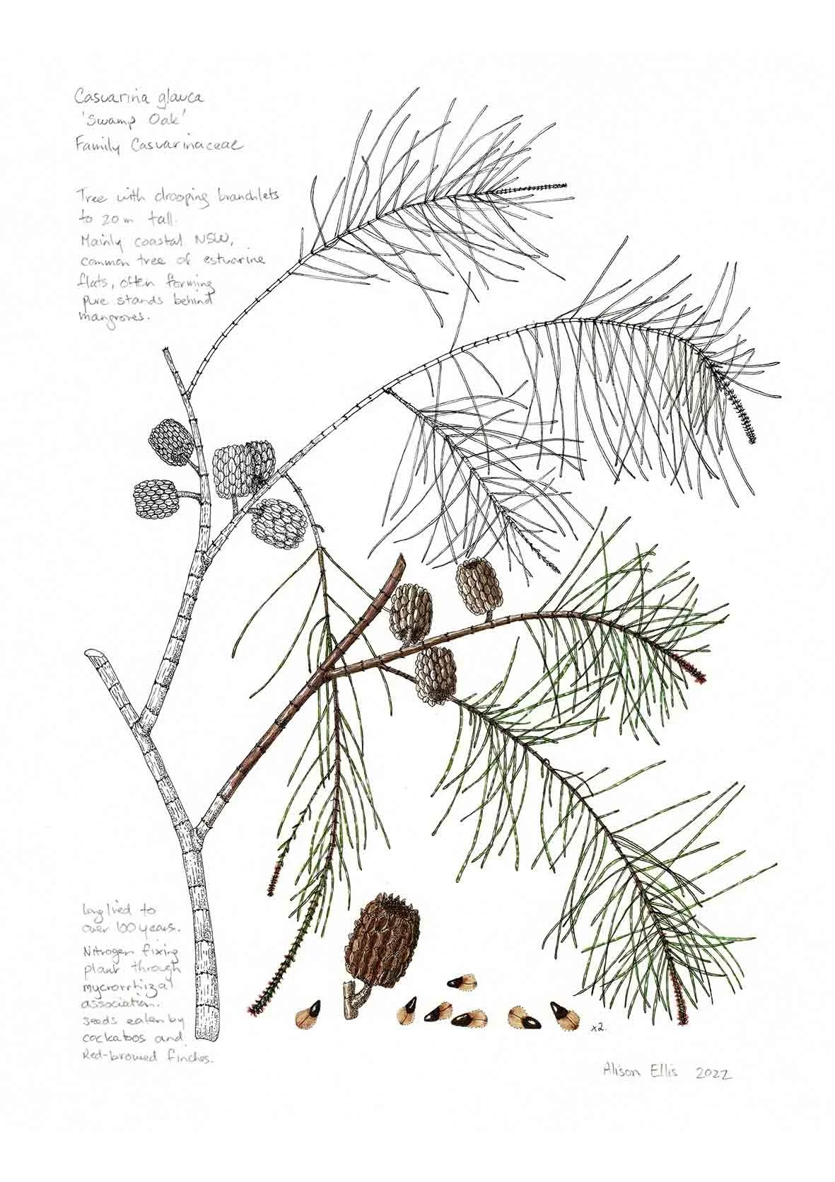 Casuarina glauca