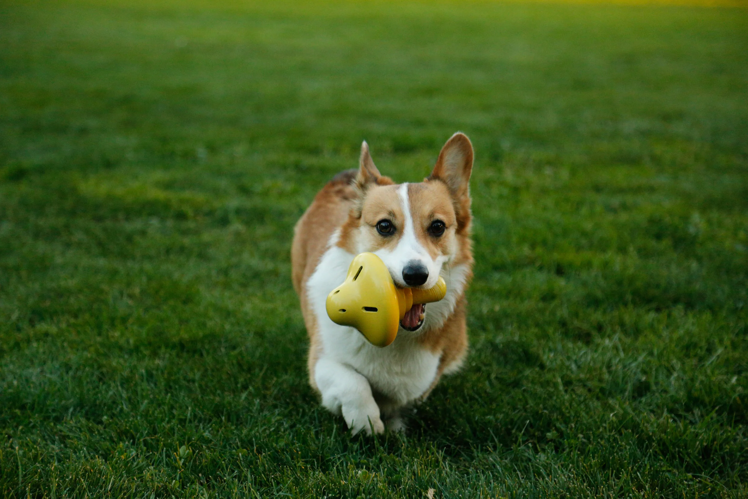dog_toy.jpg