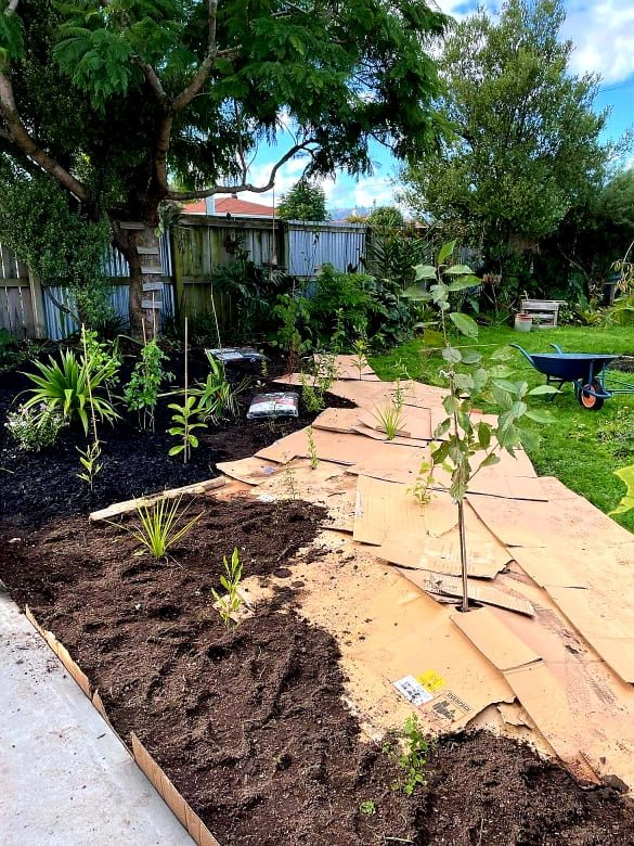 A garden in progress, with carboard laid out covering some area and seedlings planted