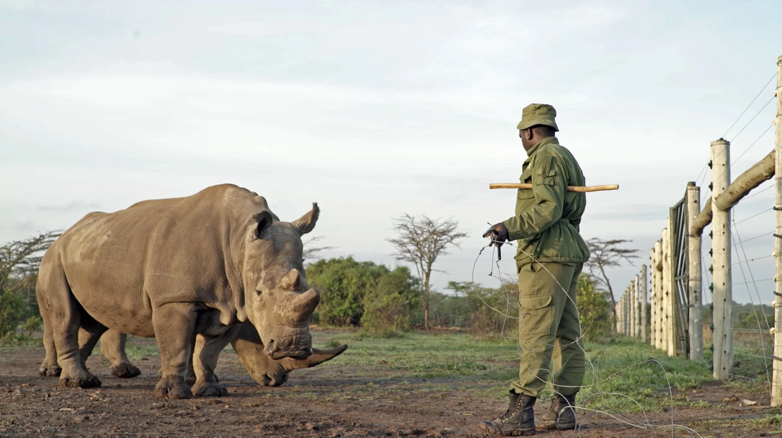 JoJo Last two Rhinos.jpg