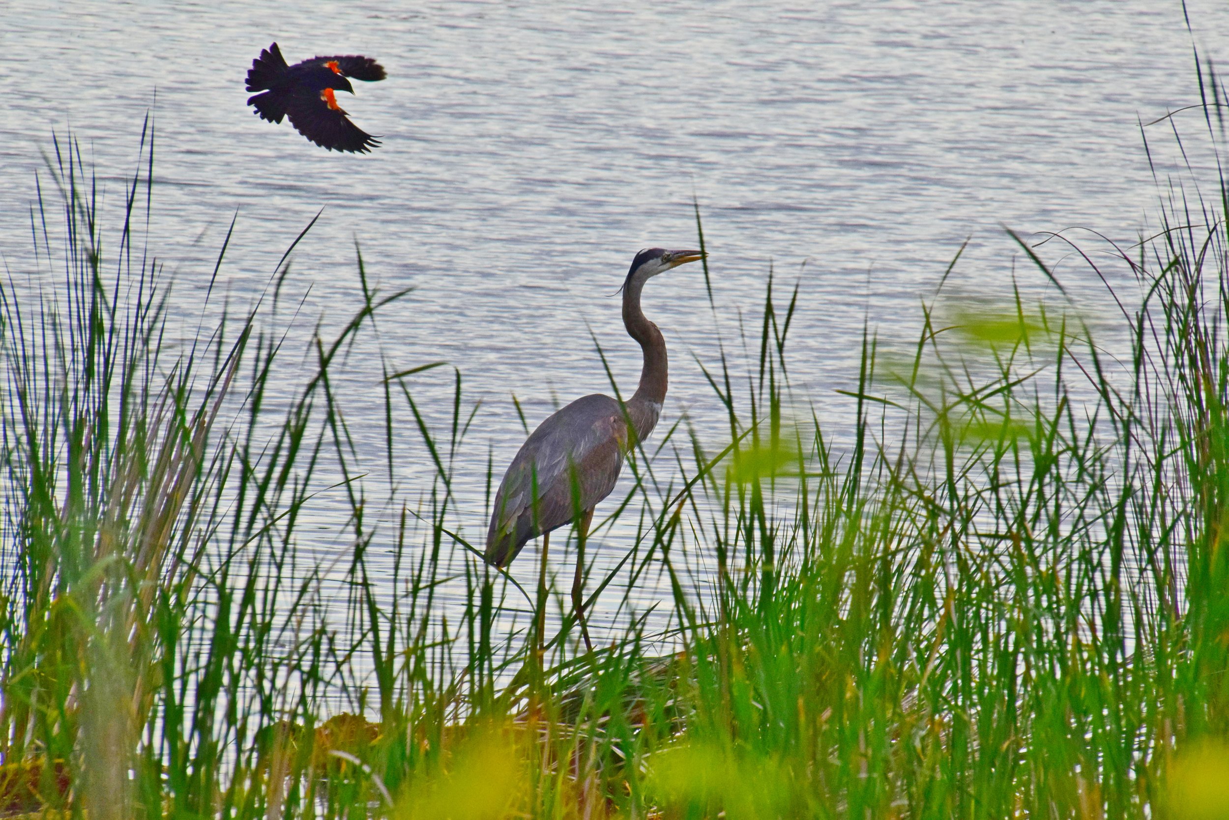 Hatchery heron & Black Bird.jpg