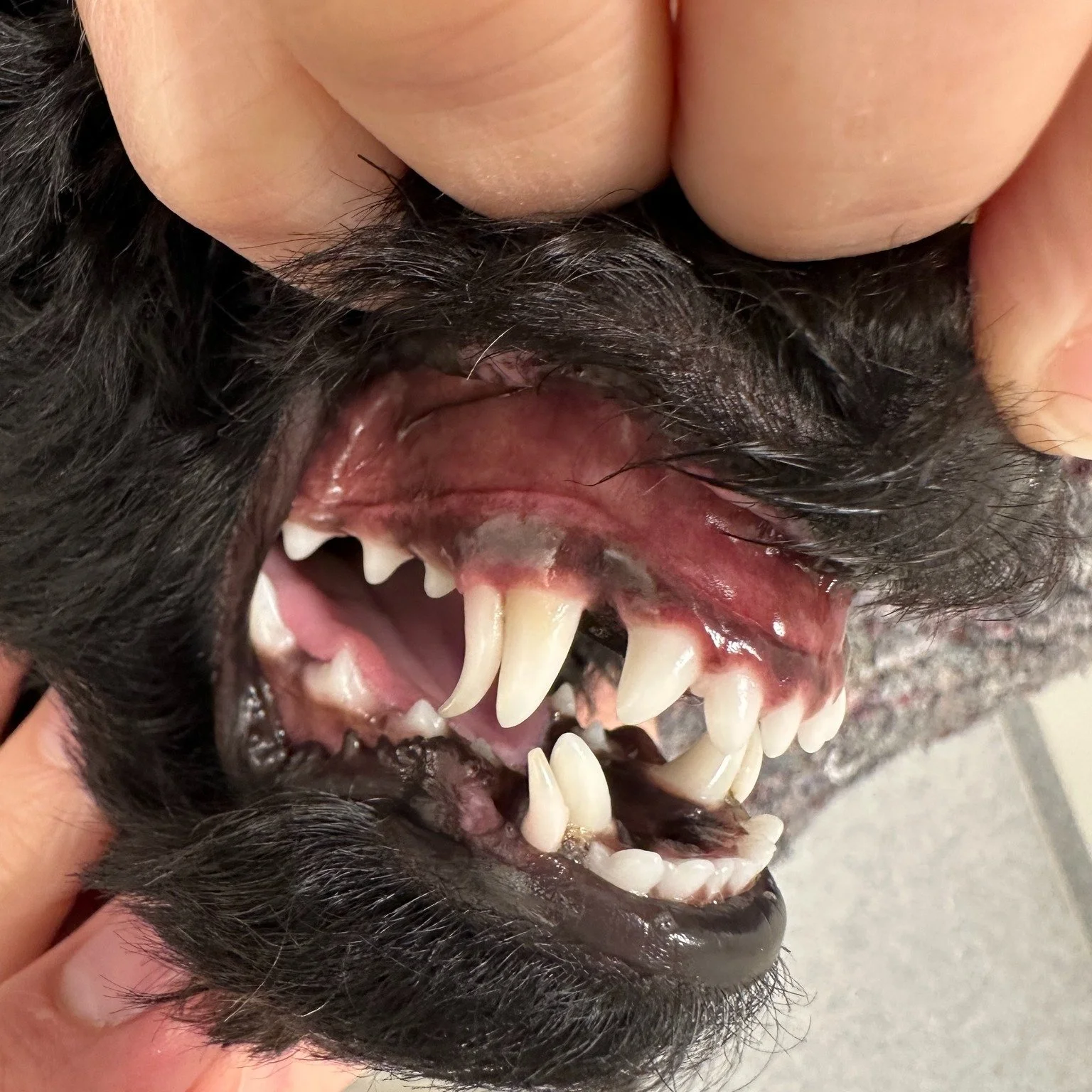 🦷

Persisterende melketenner er dessverre ikke uvanlig hos hund, s&aelig;rlig sm&aring; raser. Her ser vi en melke-hj&oslash;rnetann som ikke har falt ut selv om den nye permanente tannen har kommet ut. 
🦷

Persisterende melketenner kan medf&oslash