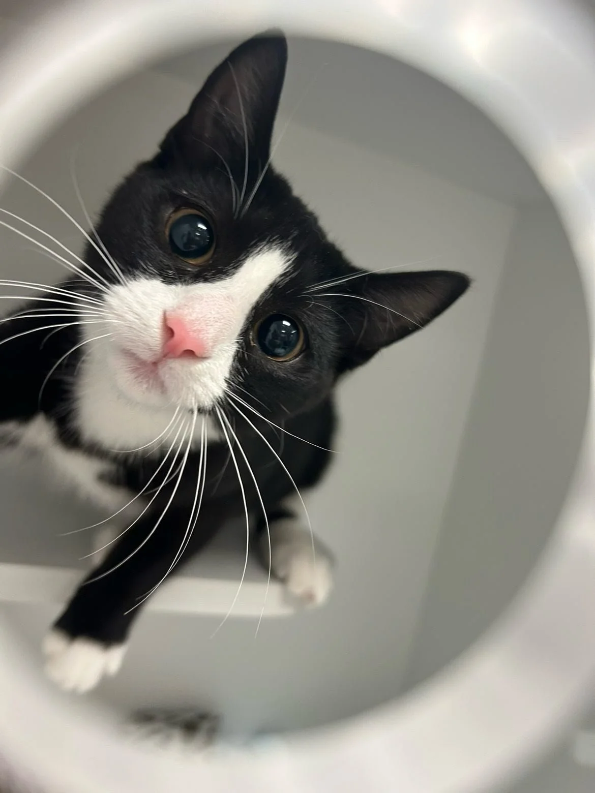 Titt tei! 😻 God helg og god Halloween 🎃👻 Ta hensyn til dyra i dag og benytt anledningen til ringeklokketrening😉