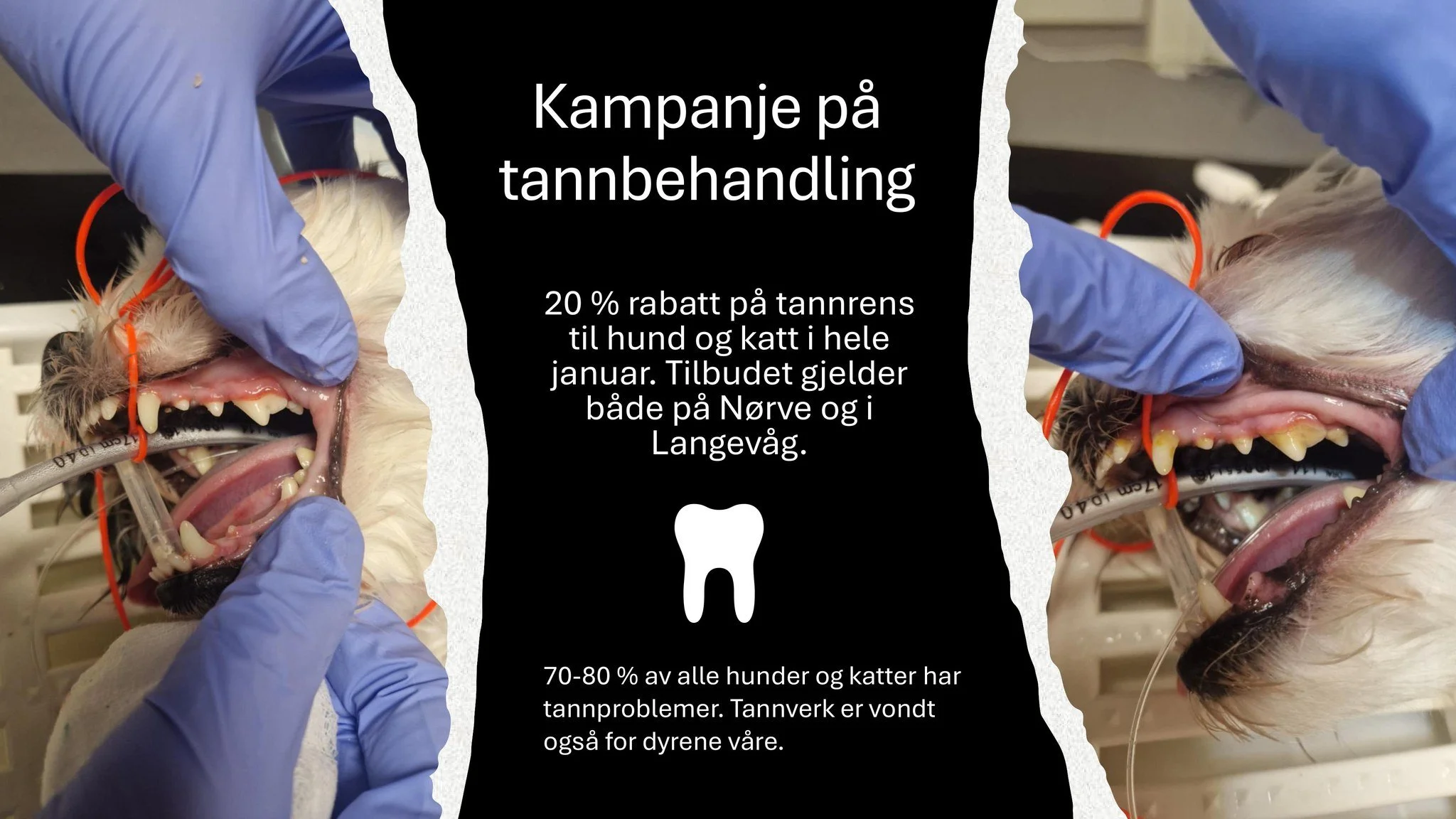 Start &aring;ret med rene tenner - vi har tilbud p&aring; tannbehandling i hele januar 😁