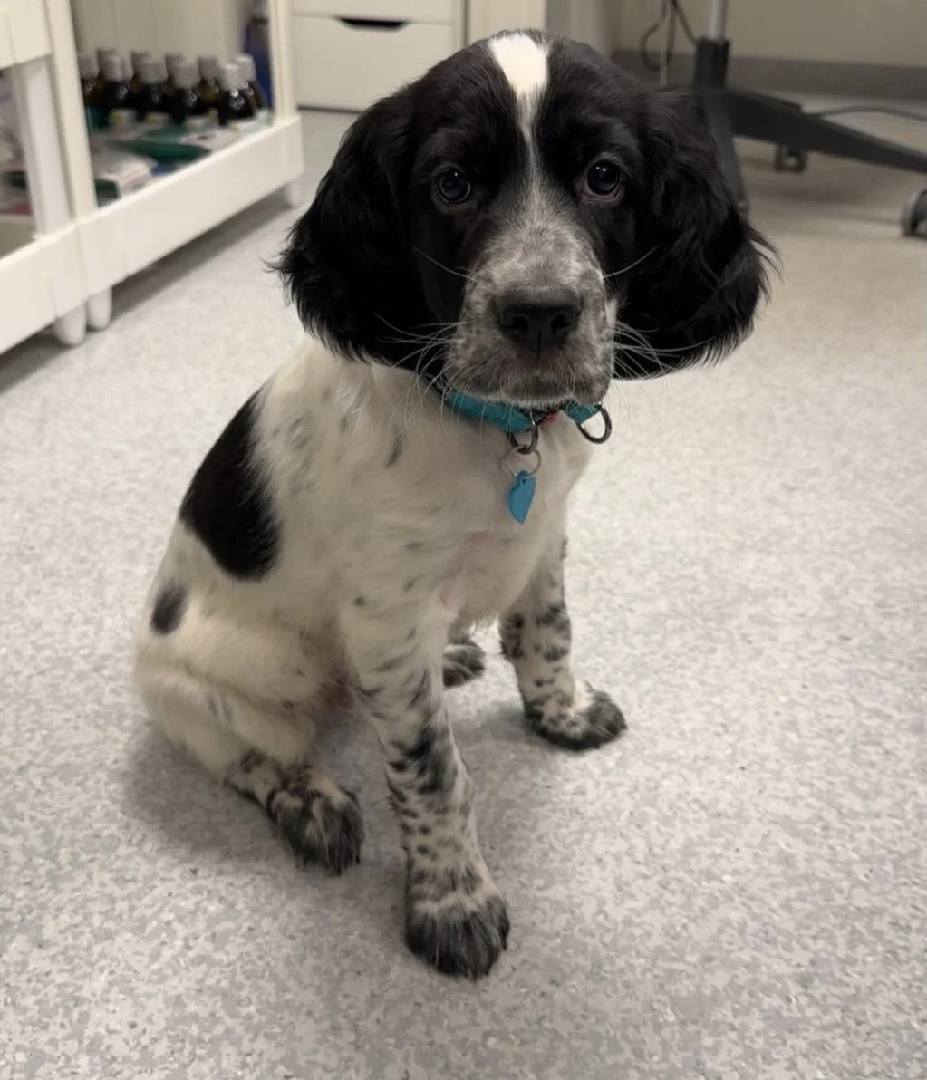 V&aring;r lille, nye maskot, Joey, &oslash;nsker alle en god helg!💙 Vi har mistet mange av maskottene v&aring;re siste tiden, s&aring; n&aring; koser vi oss alle med valpetid p&aring; kontoret!🥰 Det er mye jobb som skal legges ned n&aring;r man ska