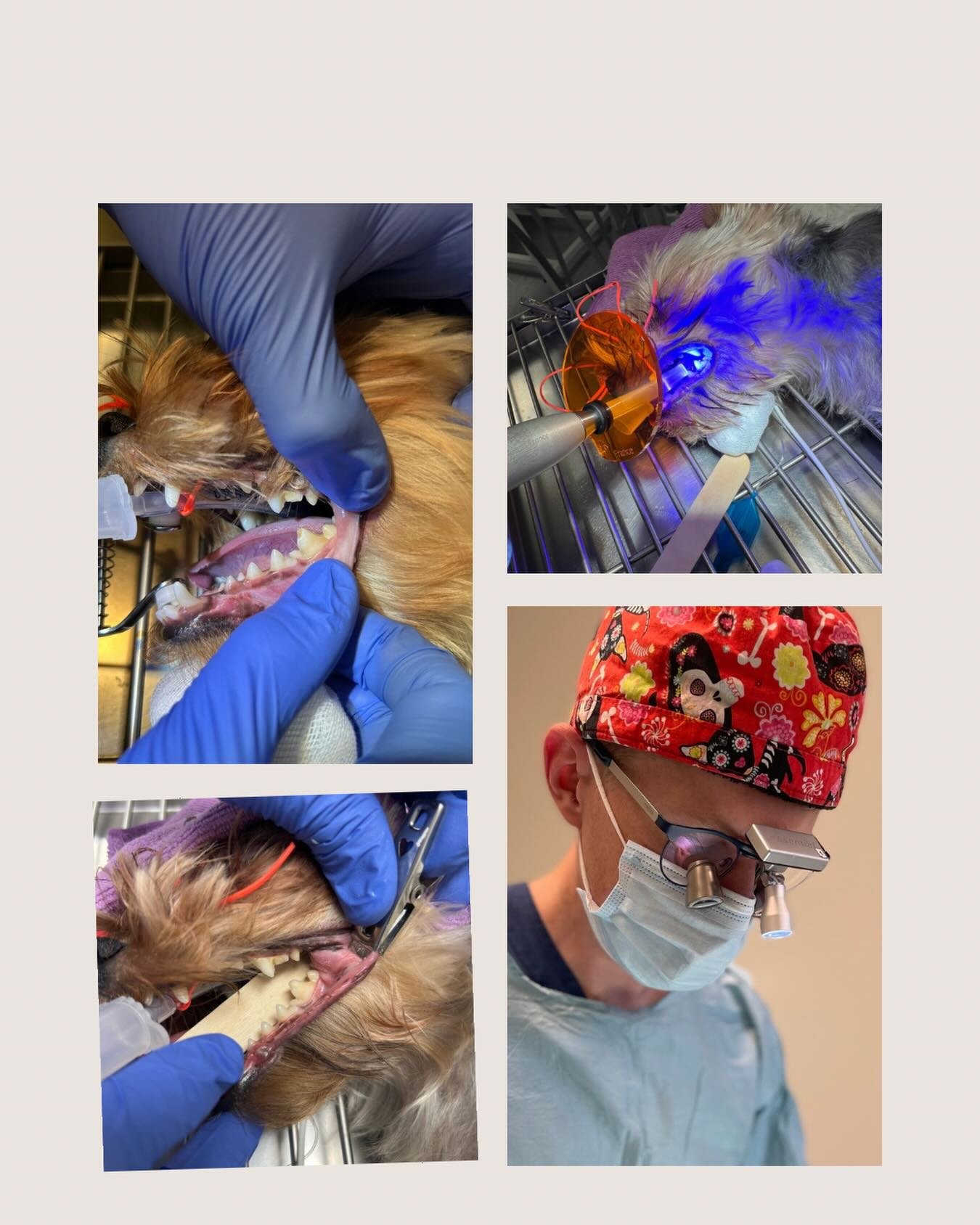 Visste du at dyr ogs&aring; kan f&aring; emaljeskader? 🦷 

Slike skader kan v&aelig;re smertefulle og &oslash;ke risikoen for tanninfeksjon. Hos oss restaurerer og reparerer vi emaljeskader sk&aring;nsomt &ndash; slik at dyret beholder b&aring;de ta