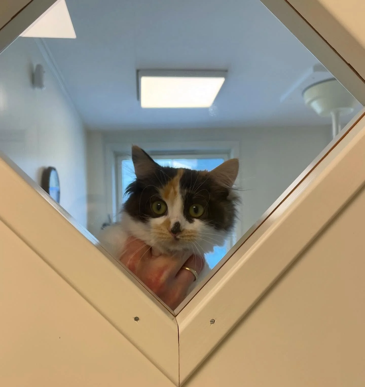 Titt tei og god helg! 😸 Husk l&oslash;rdags&aring;pen butikk og klinikk i morgen!