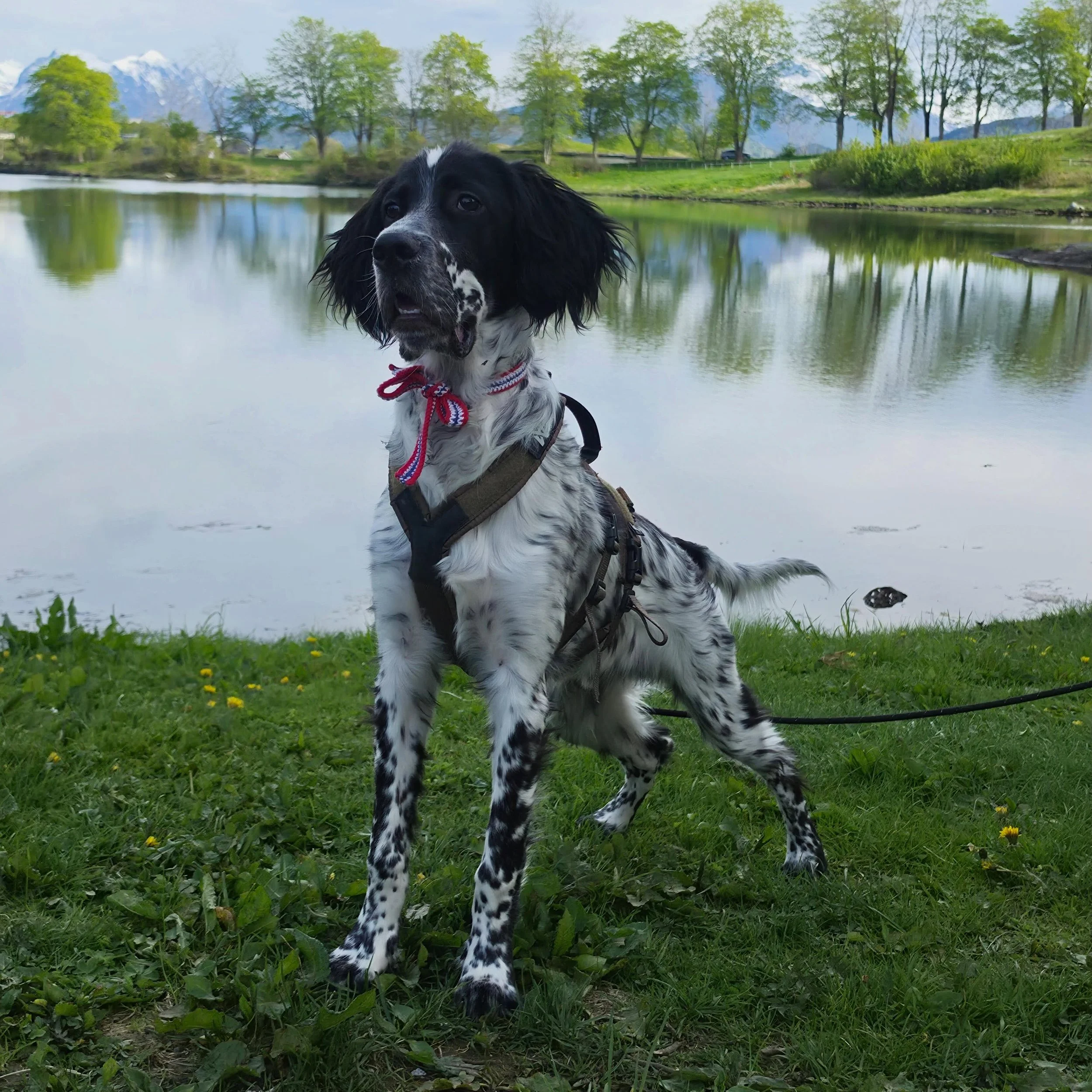 Gratulerer med dagen fra alle oss p&aring; Sunnm&oslash;re Dyreklinikk!🇳🇴🌿 Vi &oslash;nsker alle to- og firbente en fin og trygg feiring ❤️🐾