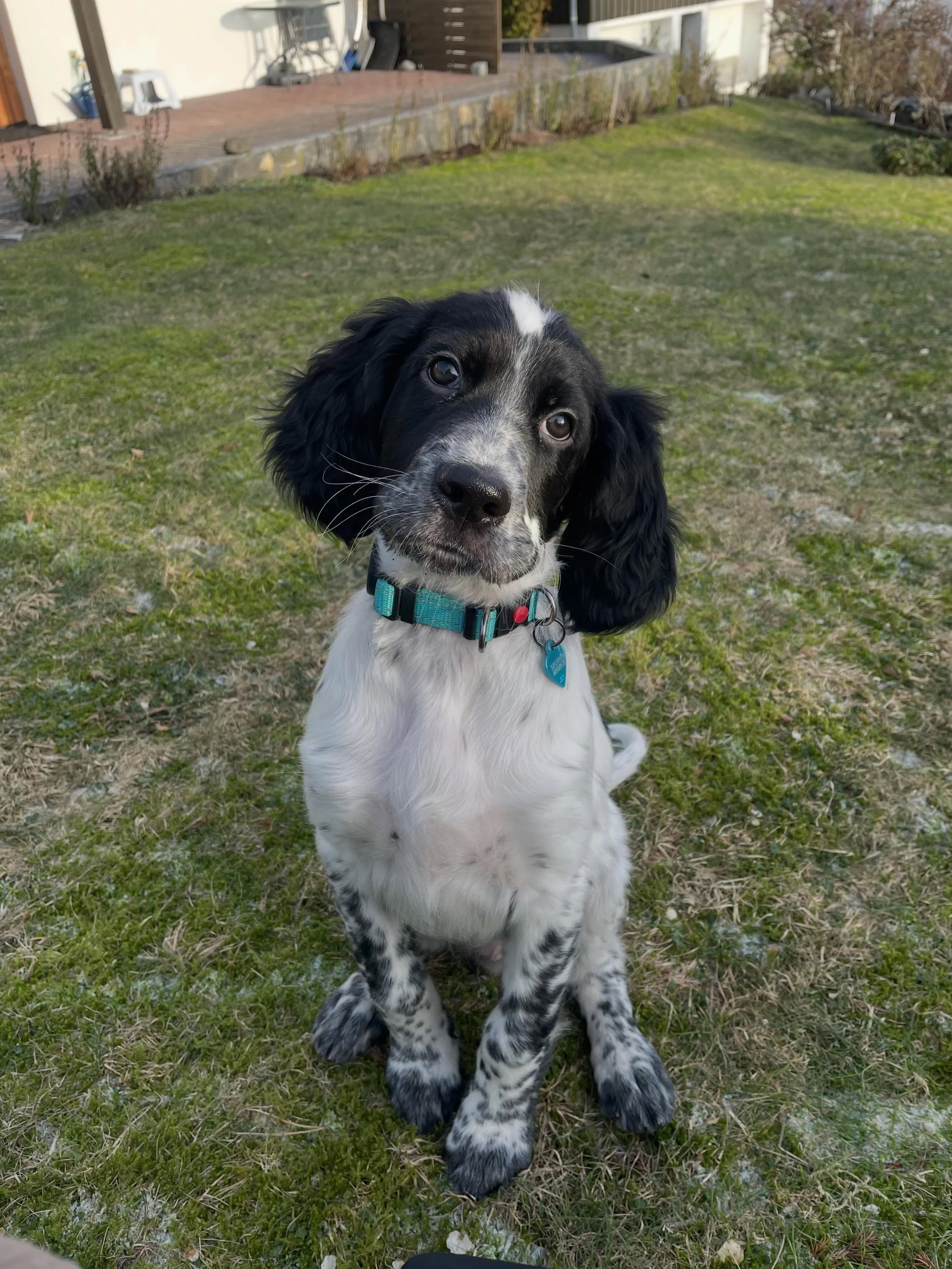 ✈️🐶 Skal kj&aelig;ledyret v&aelig;re med p&aring; ferie i &aring;r? 🐱☀️

Skal du reise utenlands med firbente, er det viktig &aring; starte planleggingen tidlig! Kravene varierer fra land til land, og noen vaksiner m&aring; settes i god tid f&oslas