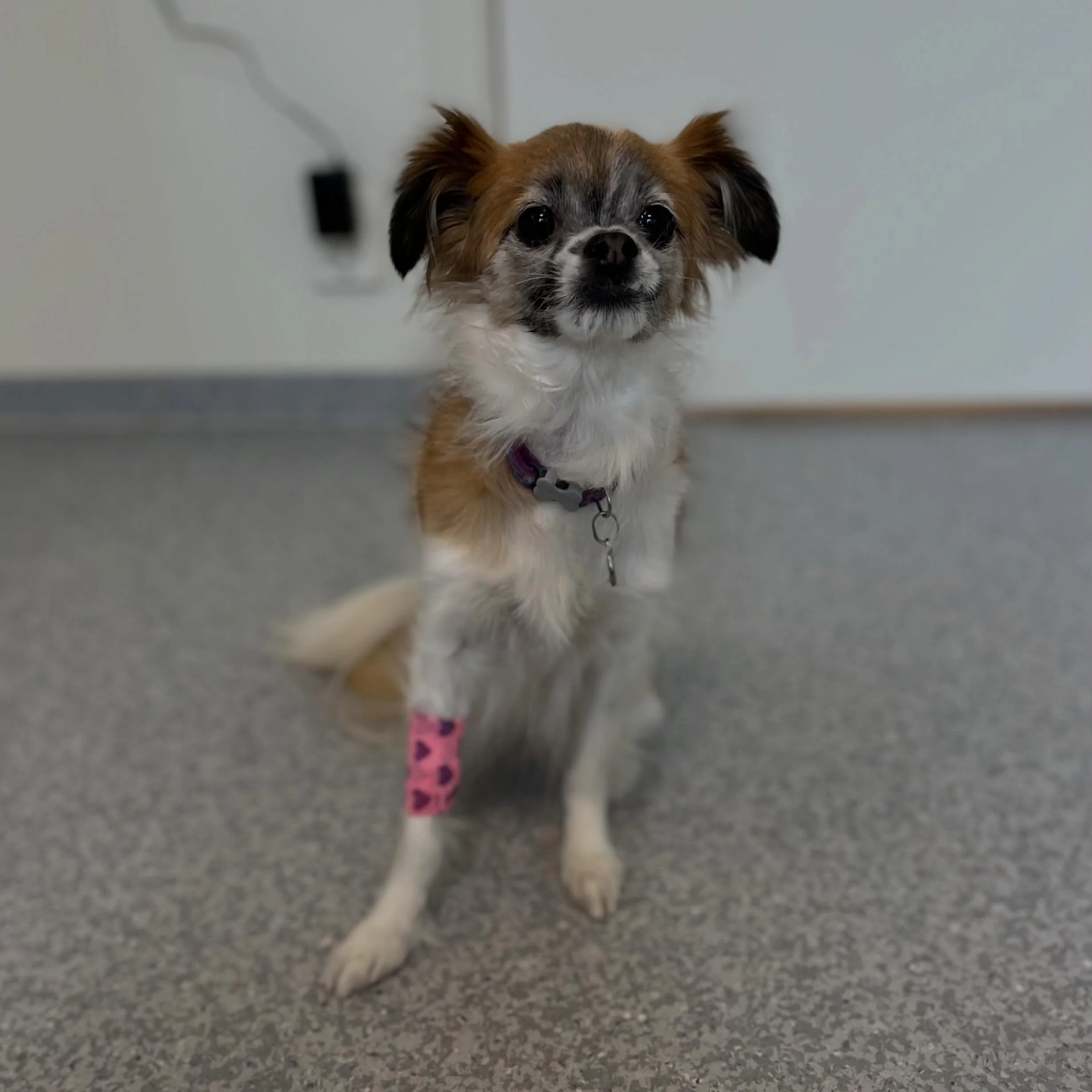 Litt ekstra stas med en av g&aring;rsdagens pasienter!❤️

Da vi &aring;pna d&oslash;rene til Kj&aelig;ledeggen Dyreklinikk etter &aring; ha tatt over driften for straks 7 &aring;r siden &ndash; den 3. juni &ndash; var skj&oslash;nne Naika aller f&osl