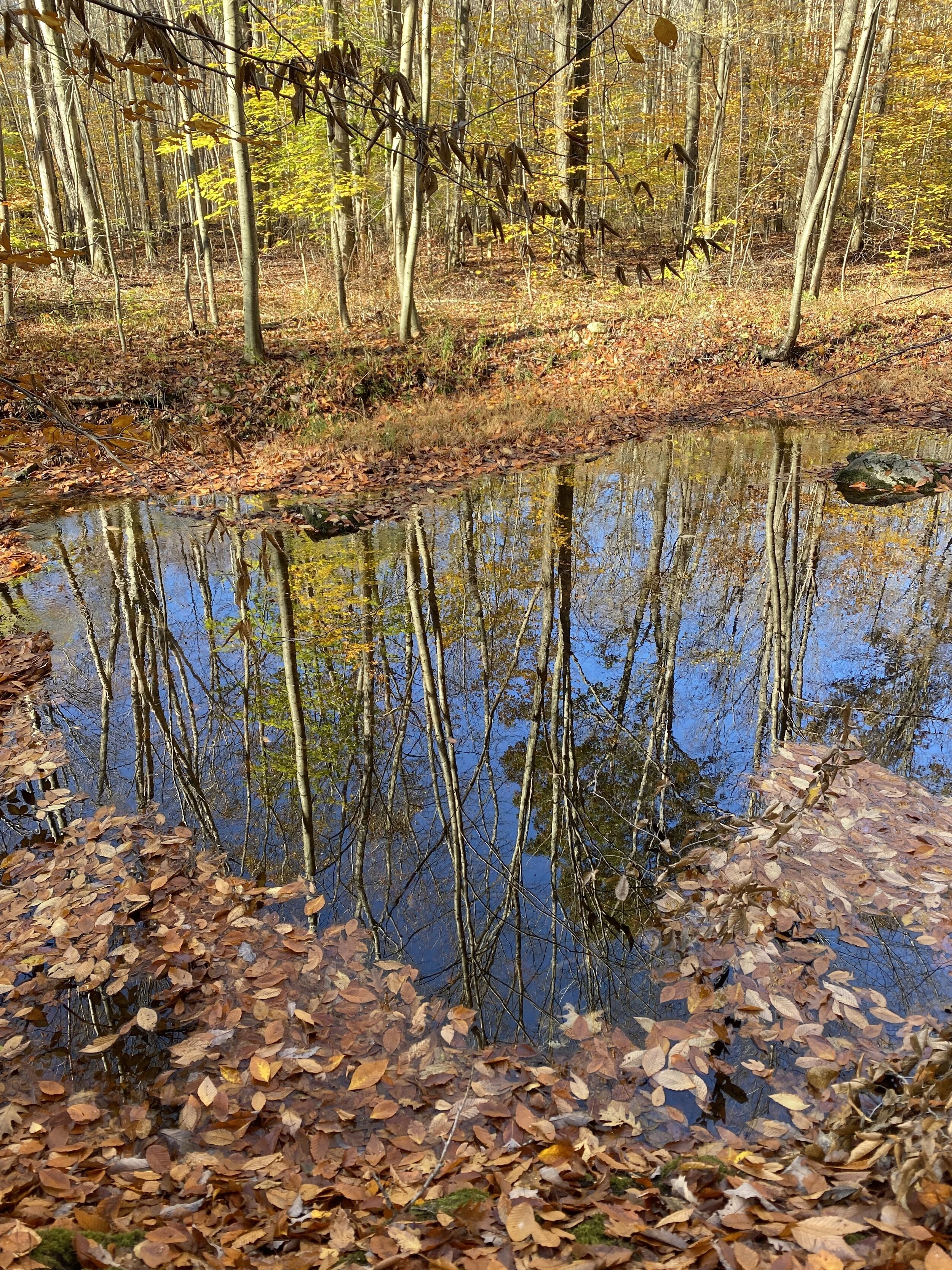 With Gratitude We Practice