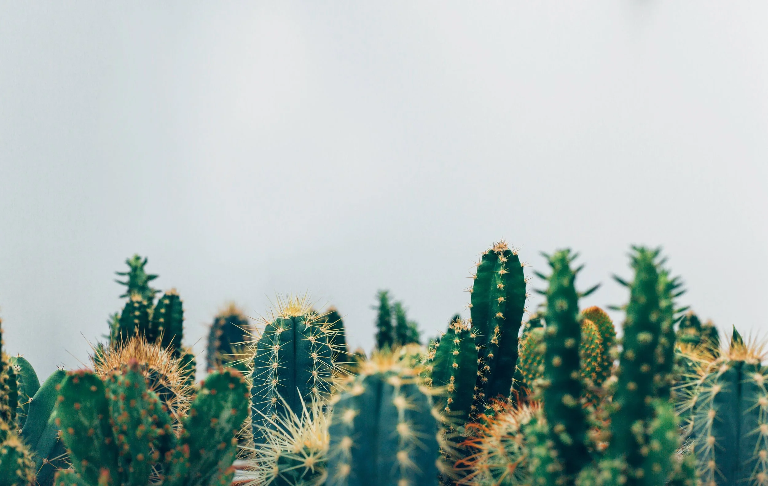 cactus.jpg