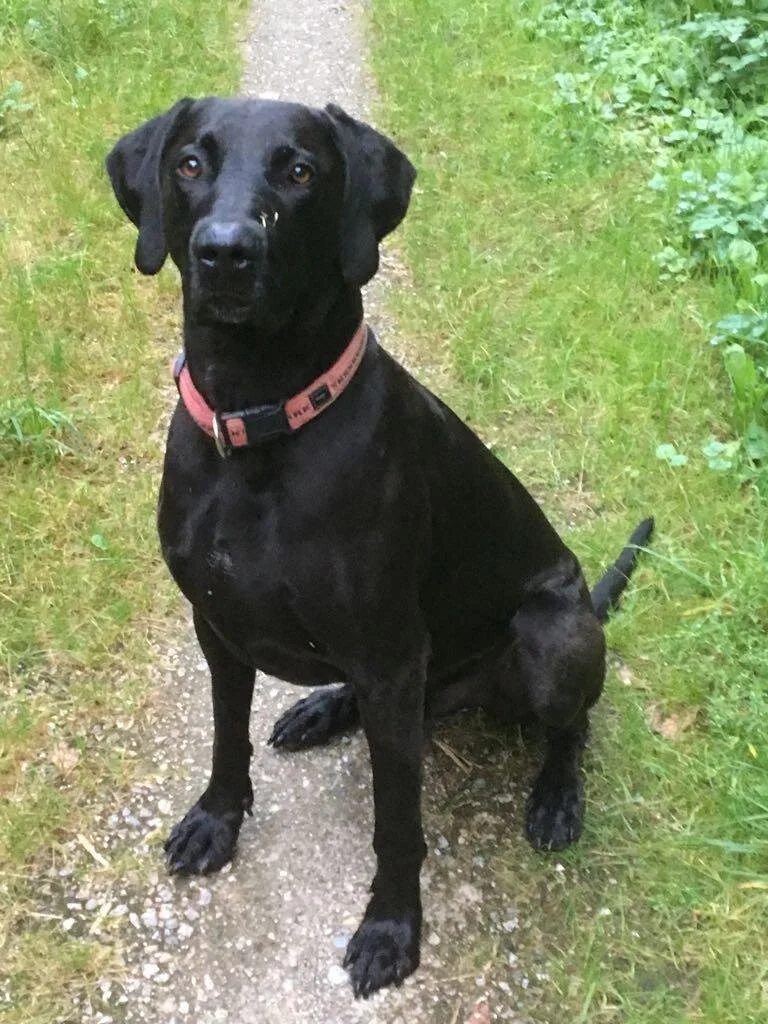 Buddy+aus+Moosburg.jpg