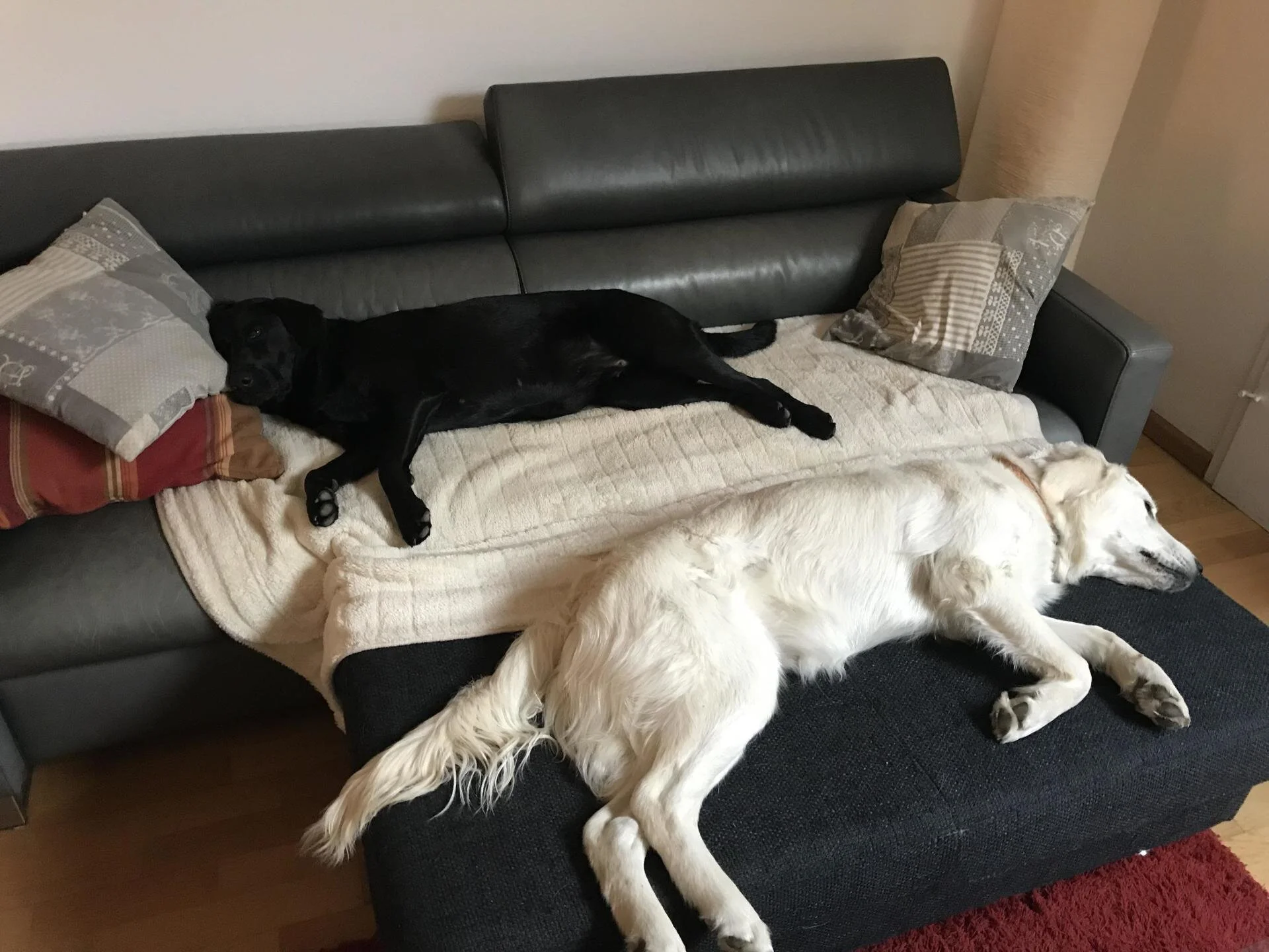 Hunde+von+Fabio+S..jpg