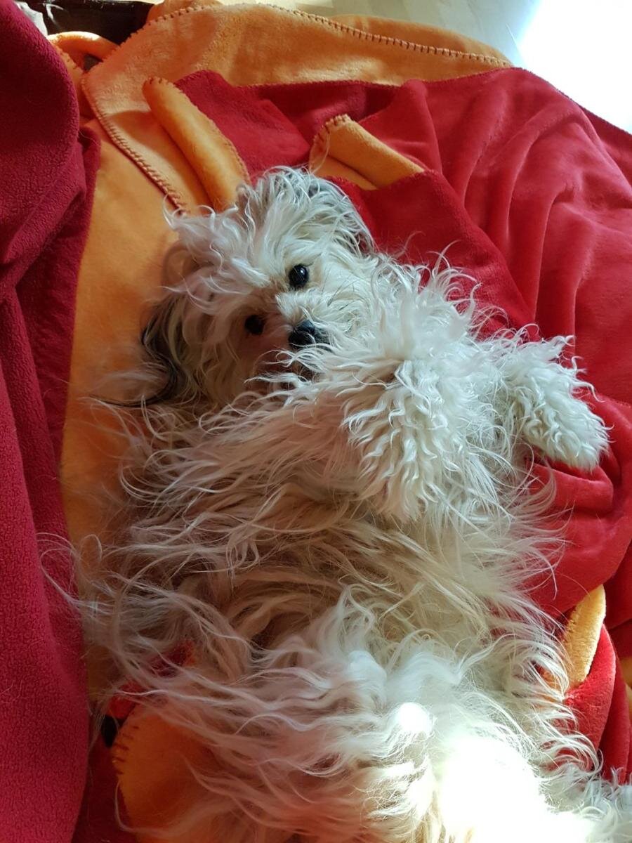 Hund+von+Frau+K..jpg