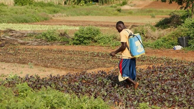 Les pesticides dans notre système alimentaire