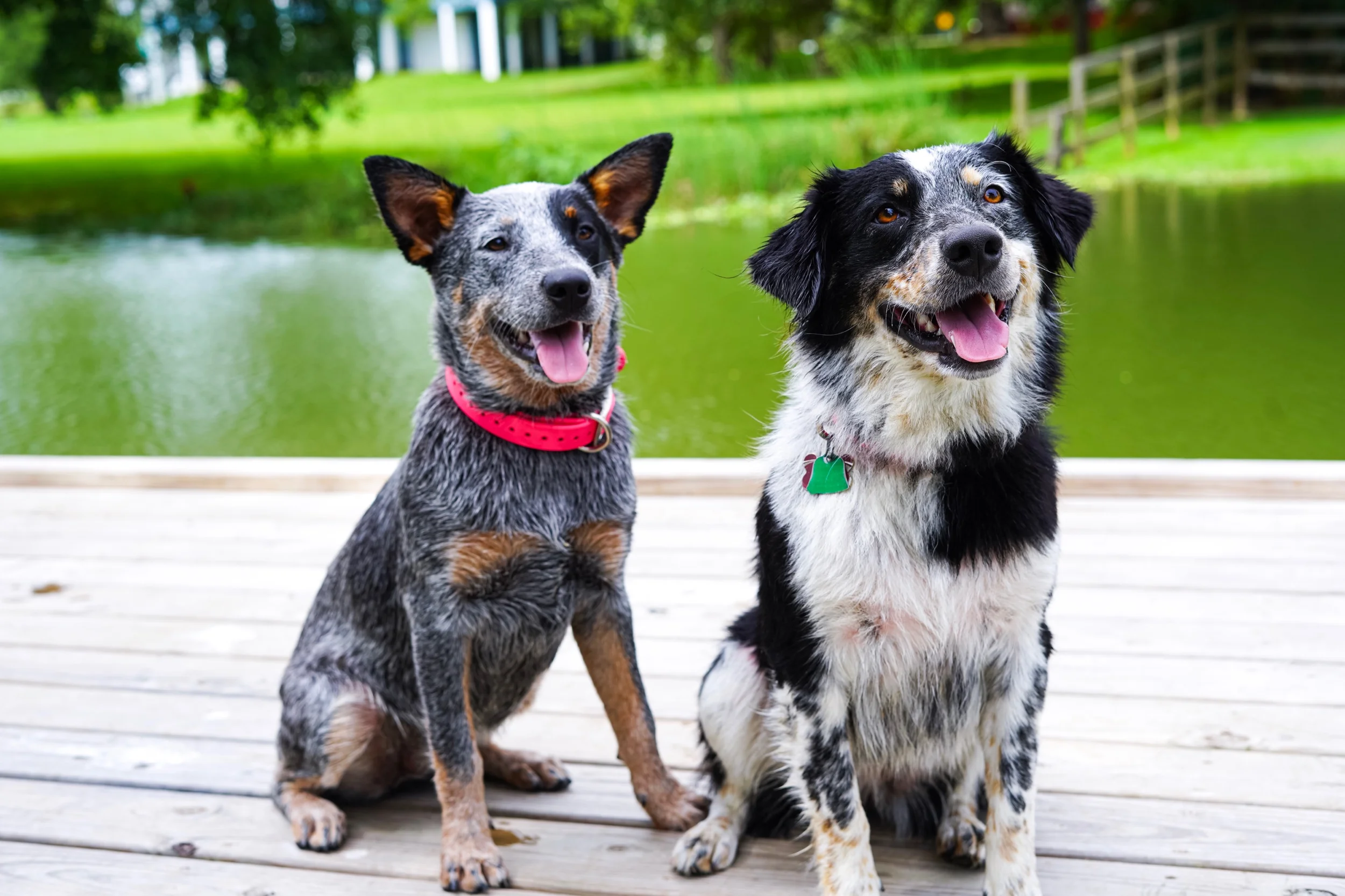  Galveston county dog photography, league city pet photographer, Houston dog photographer 