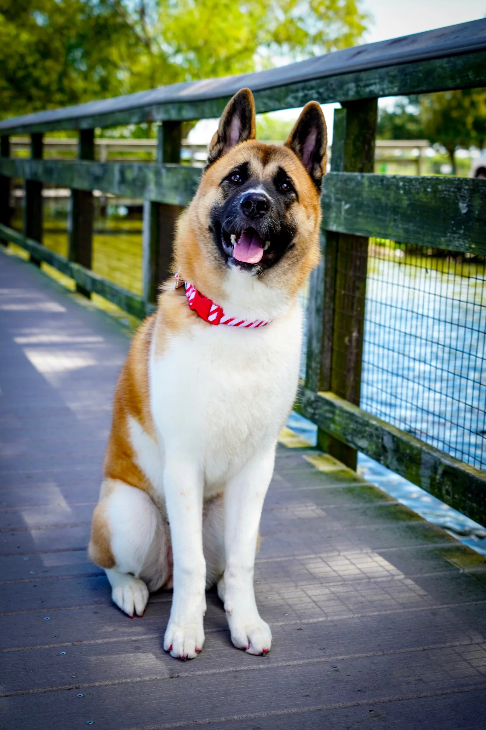  Houston pet photography 