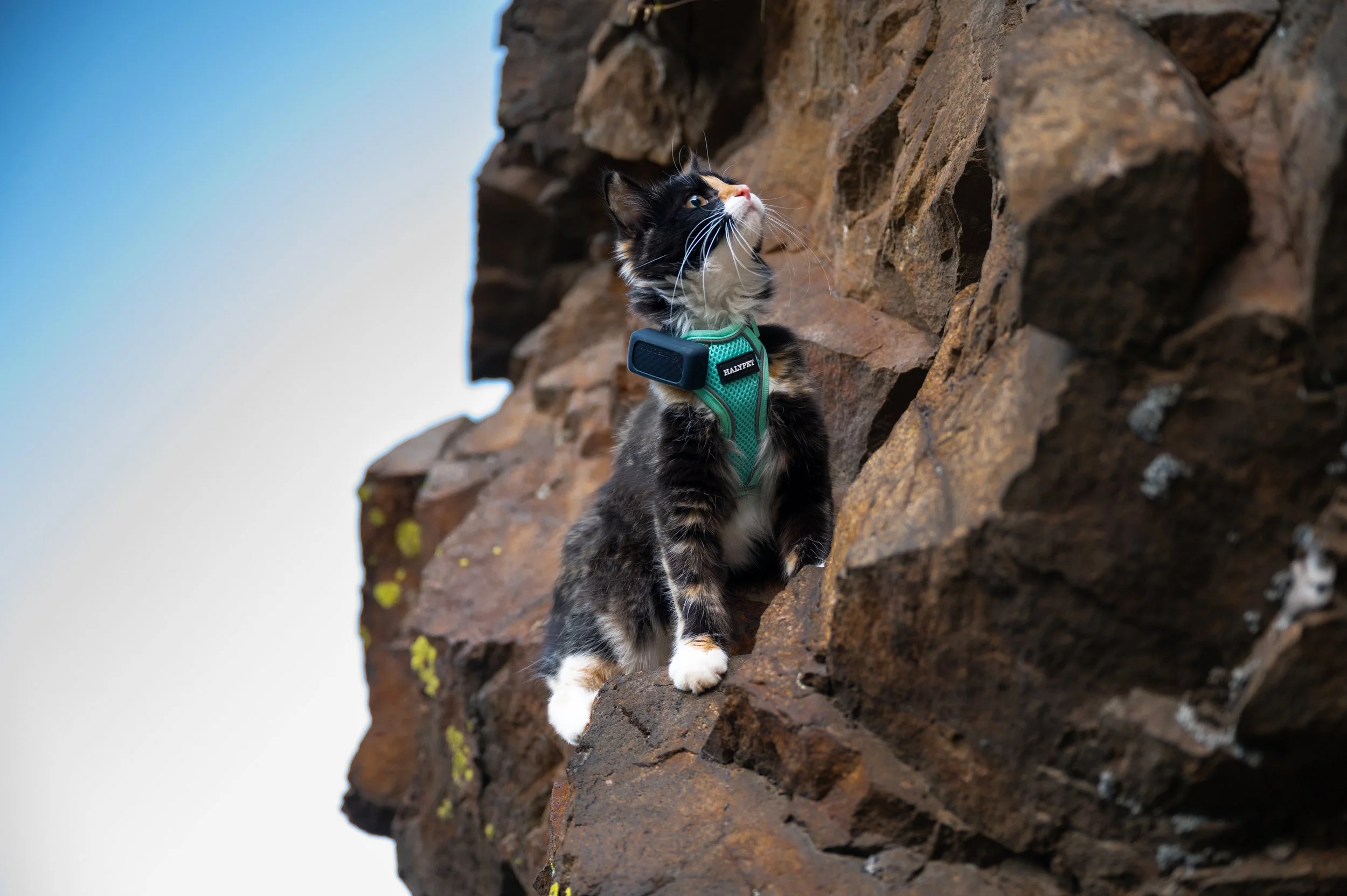 Tractive Cat x Michael Walker #6.jpg