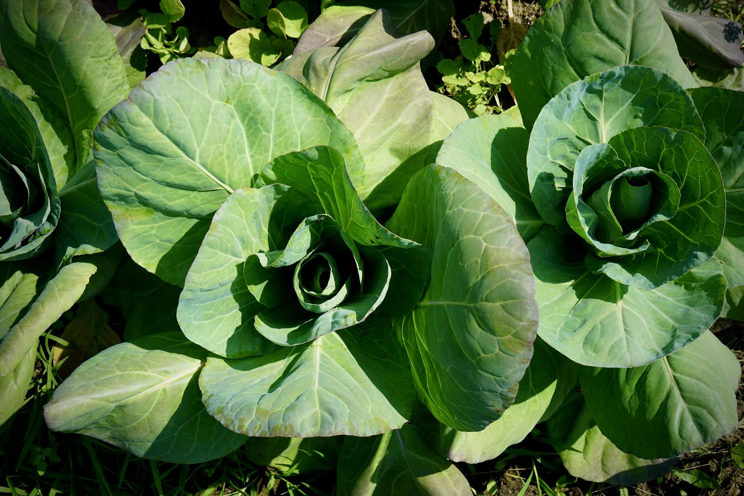1 dancing greens cabbage copy.jpeg