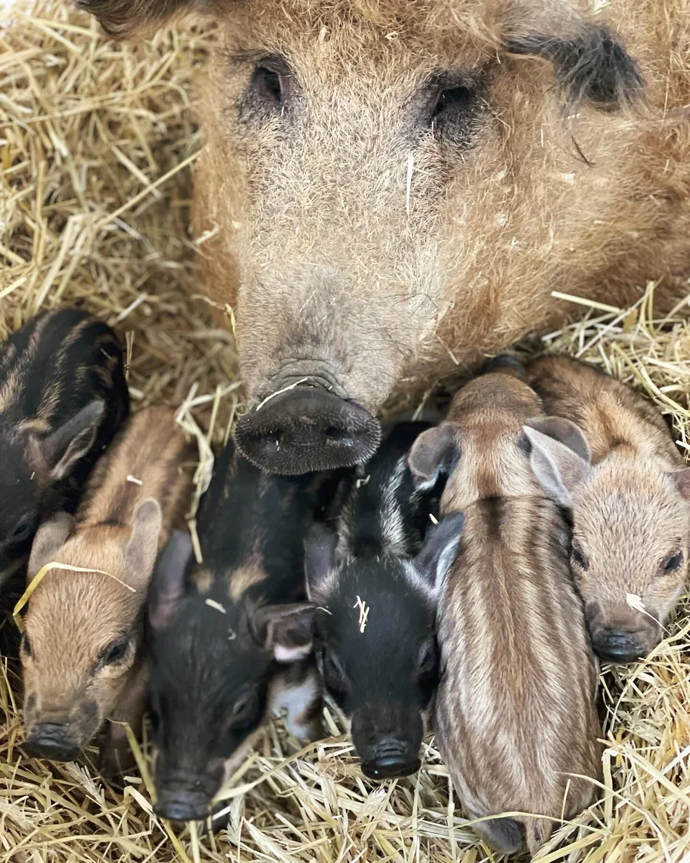Swallow Belly Farm