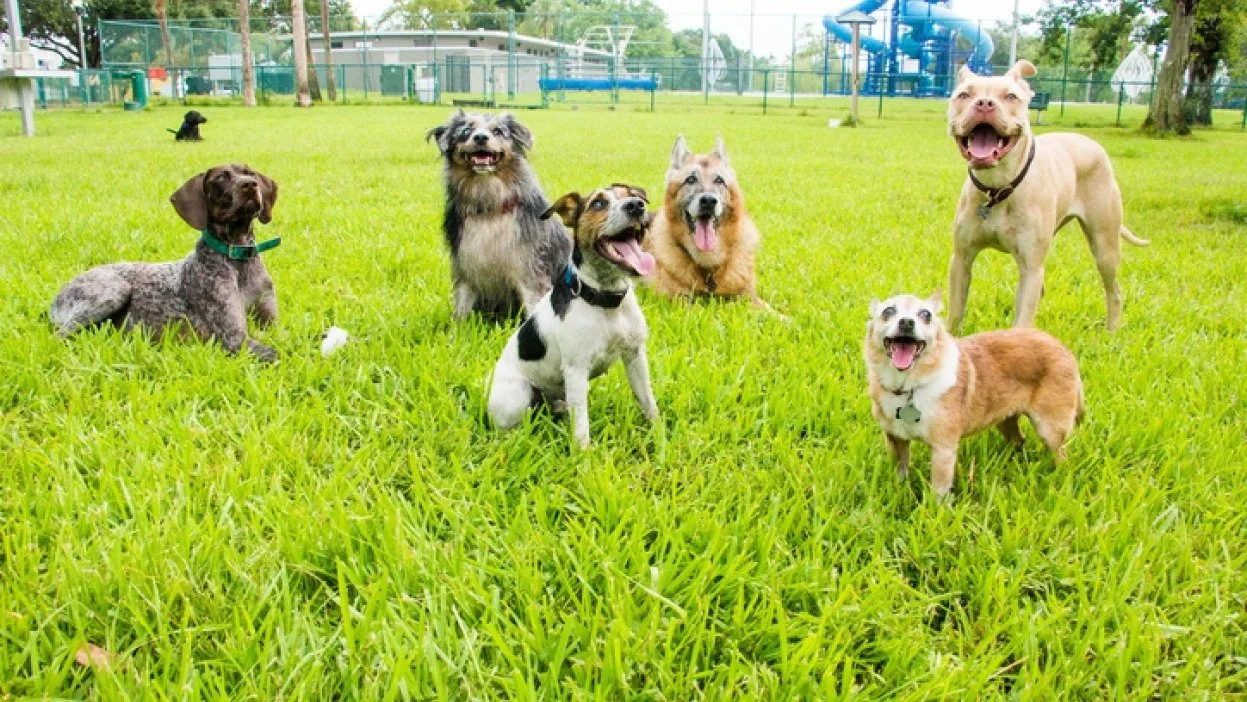 West Stockbridge Dog Park