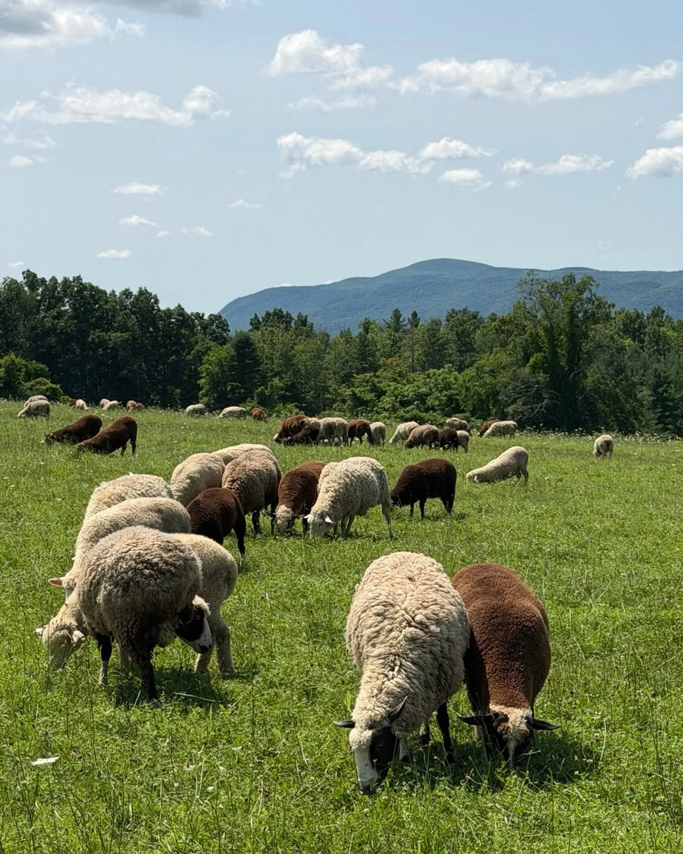 Lila's Mountain Farm