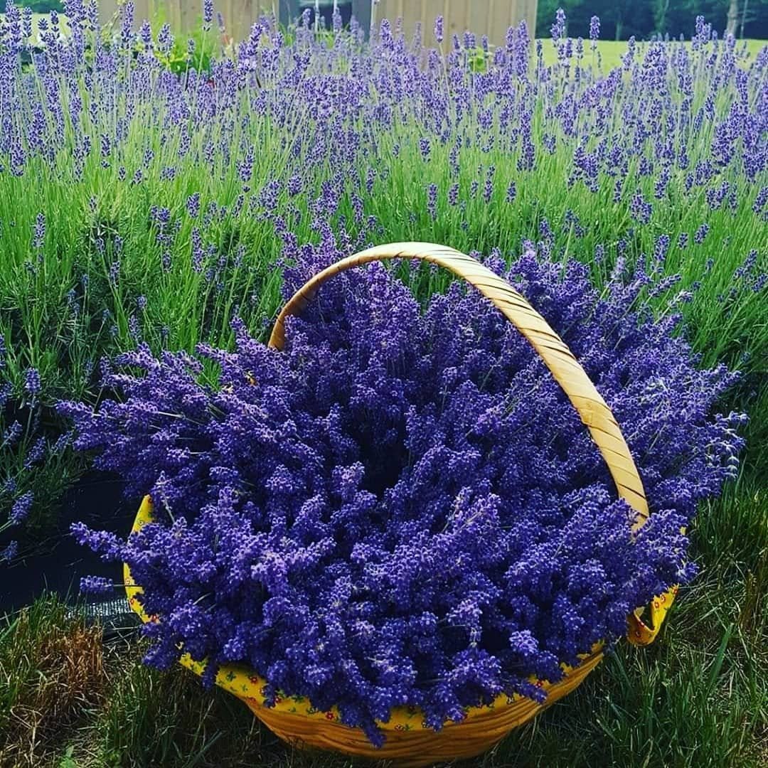 Vine Gate Lavender Floral Farm