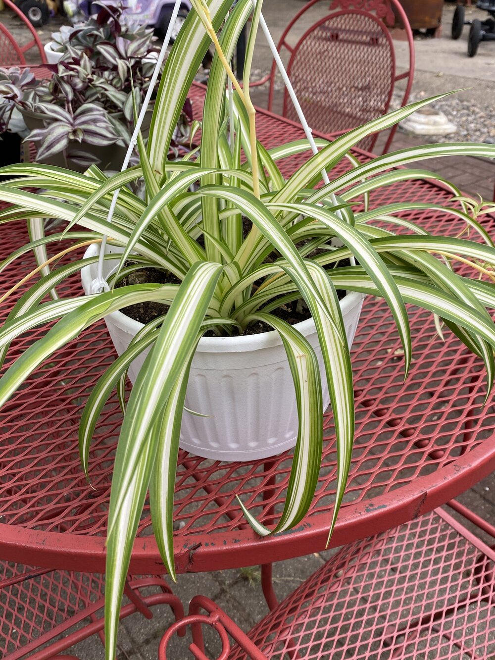 Chlorophytum comosum, Variegated Spider Plant