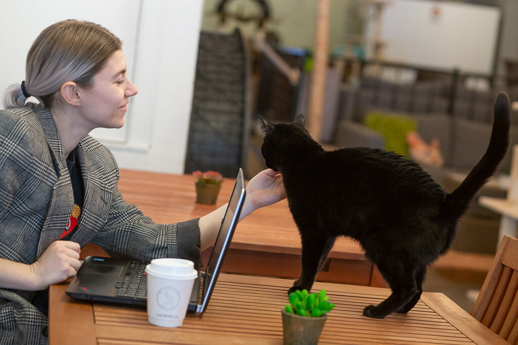 Work With Us  Eat Purr Love Cat  Cafe 