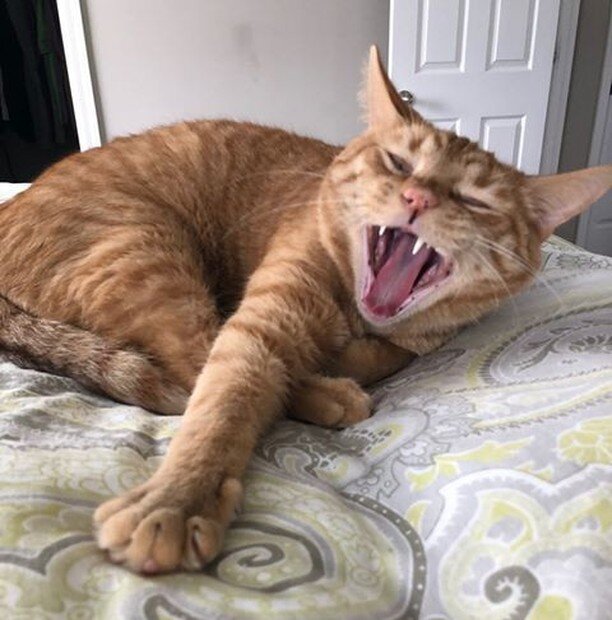 We got an updated photo of Herbie, now Kyle! If you remember him from his time at the cat cafe, this photo is pretty perfect.
.
.
.
#eatpurrlovecatcafe #columbushumane @columbushumane #catcafe #ohiocatcafe #catsandcoffee #adoptdontshop #catsofinstagr