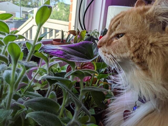 Here's Mason having a moment to meditate and think about eating the plants. We hope y'all are also taking time each day for self care.
.
.
.
#eatpurrlovecatcafe #columbushumane @columbushumane #catcafe #ohiocatcafe #catsandcoffee #adoptdontshop #cats