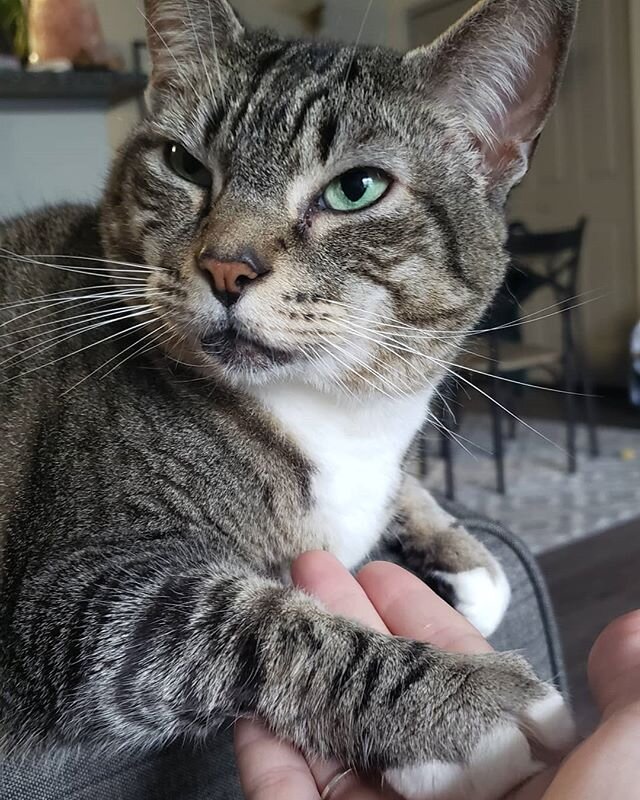 Anyone else hold hands with their cat?
.
.
.
#eatpurrlovecatcafe #columbushumane @columbushumane #catcafe #ohiocatcafe #catsandcoffee #adoptdontshop #catsofinstagram #clintonville #clintonvilleohio #columbuscafe #columbuscats #catsofcolumbus #thingst