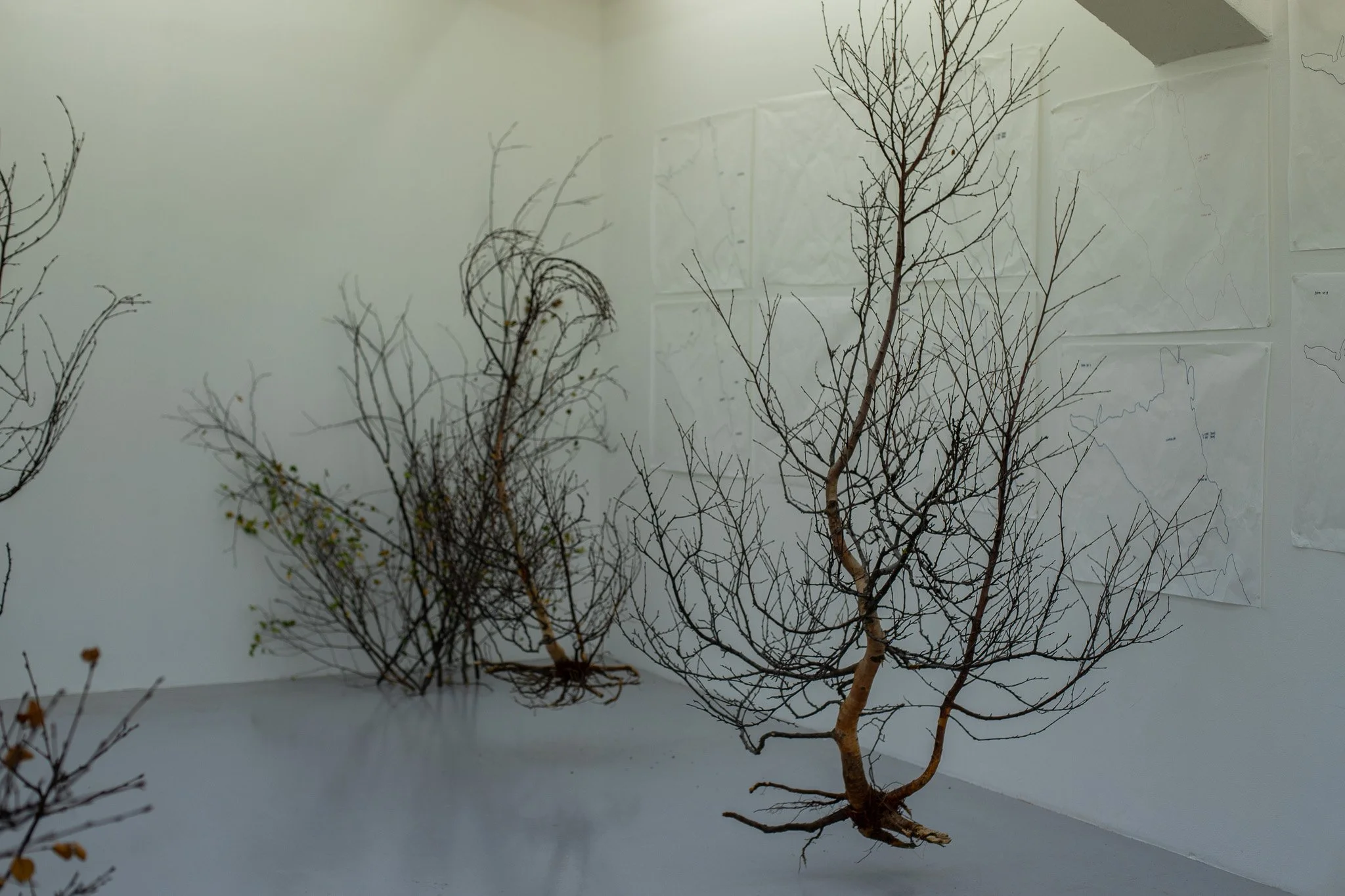 Forest Conversation 2-09.jpg