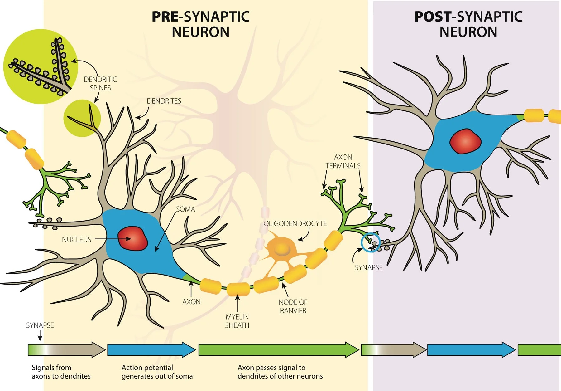 Brain dendrites and axons.jfif