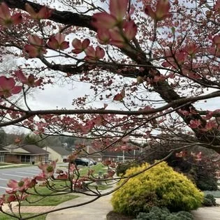 Dogwood pink flowers.jpg