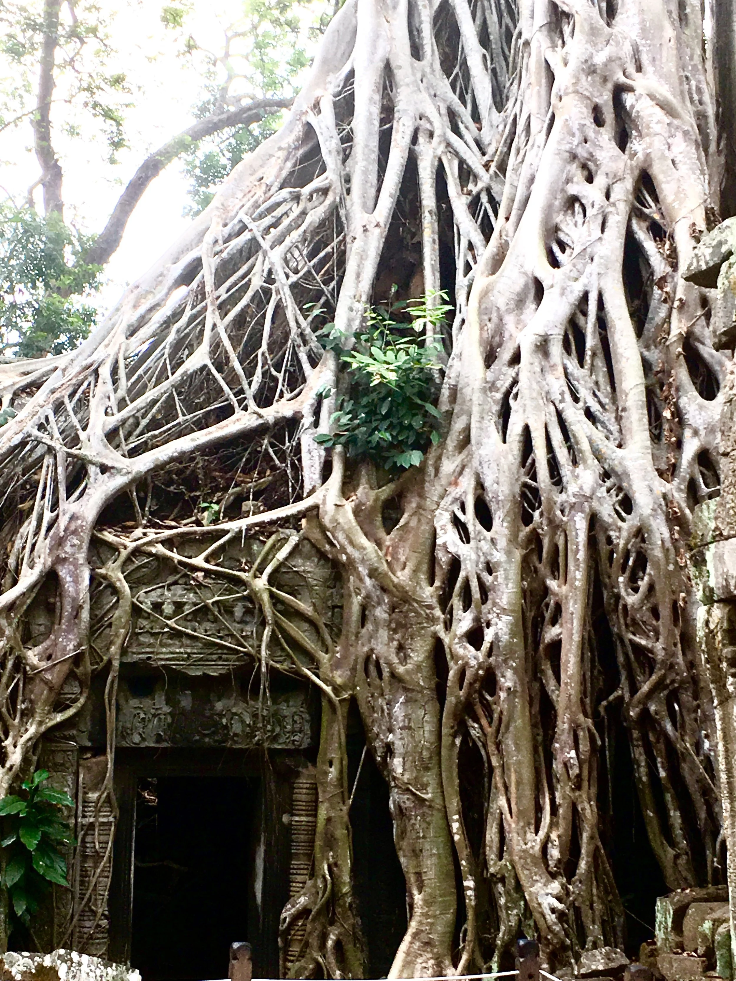 Day 16 -- Ta Prohm and more Siem Reap