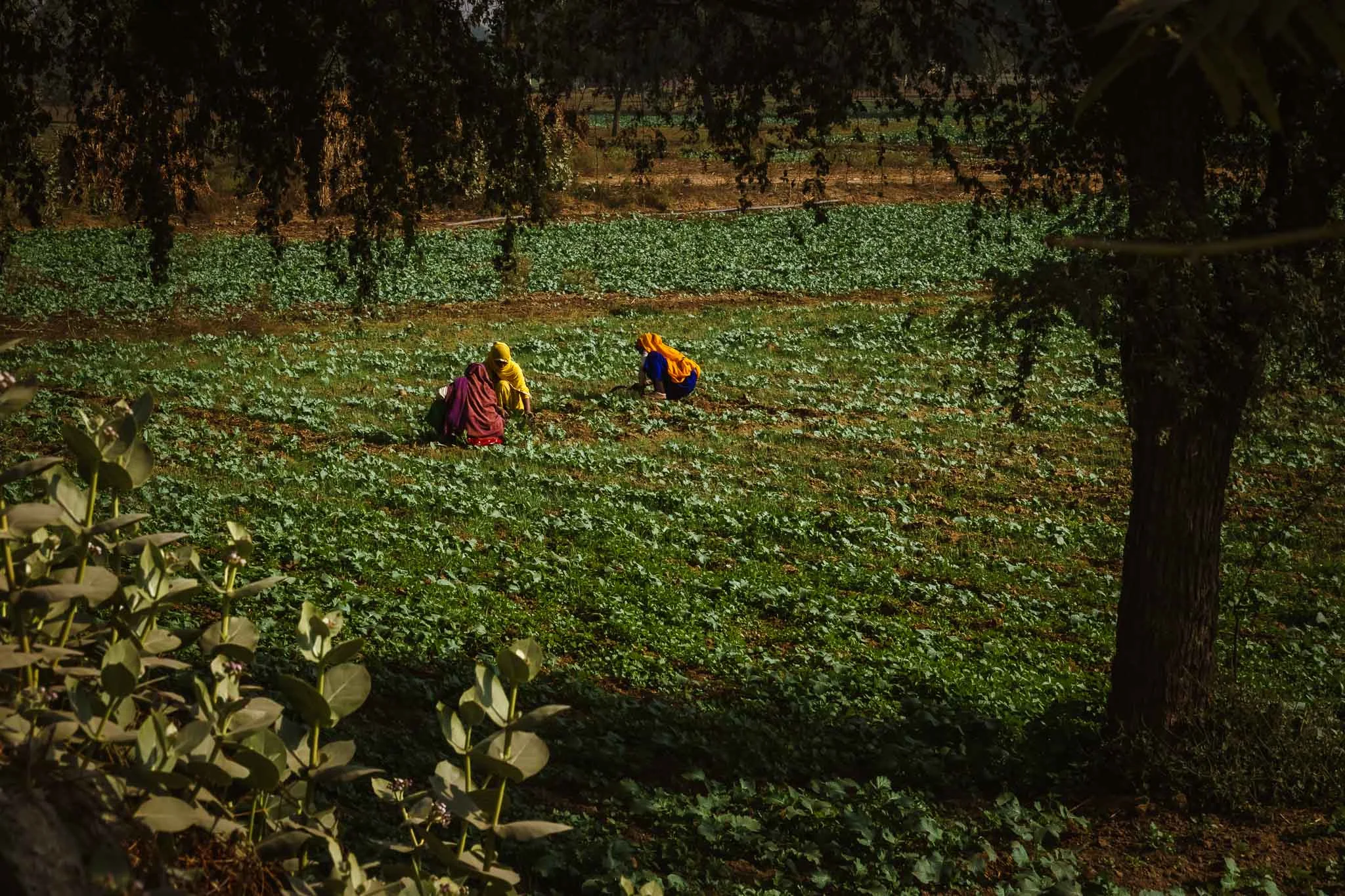 Farm workers - Maharashtra, India